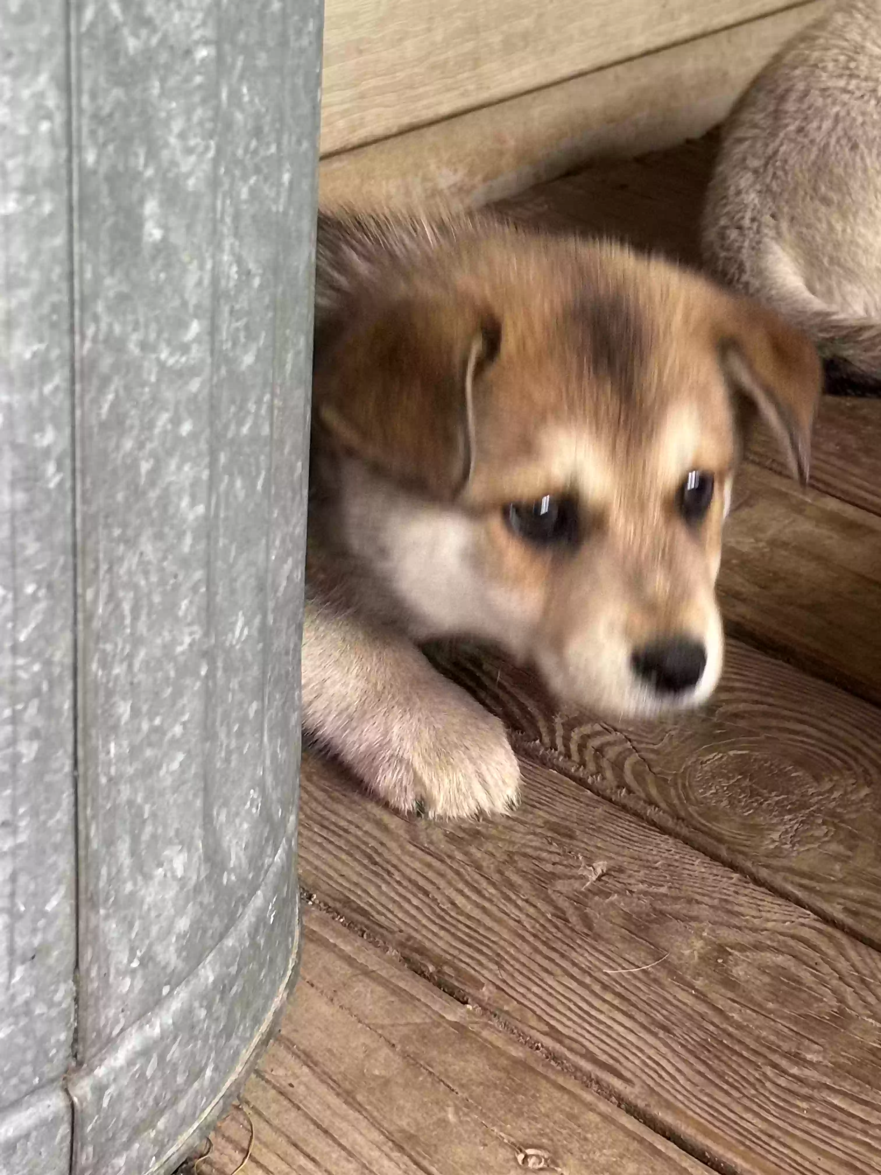 adoptable Dog in Conway,AR named Bear
