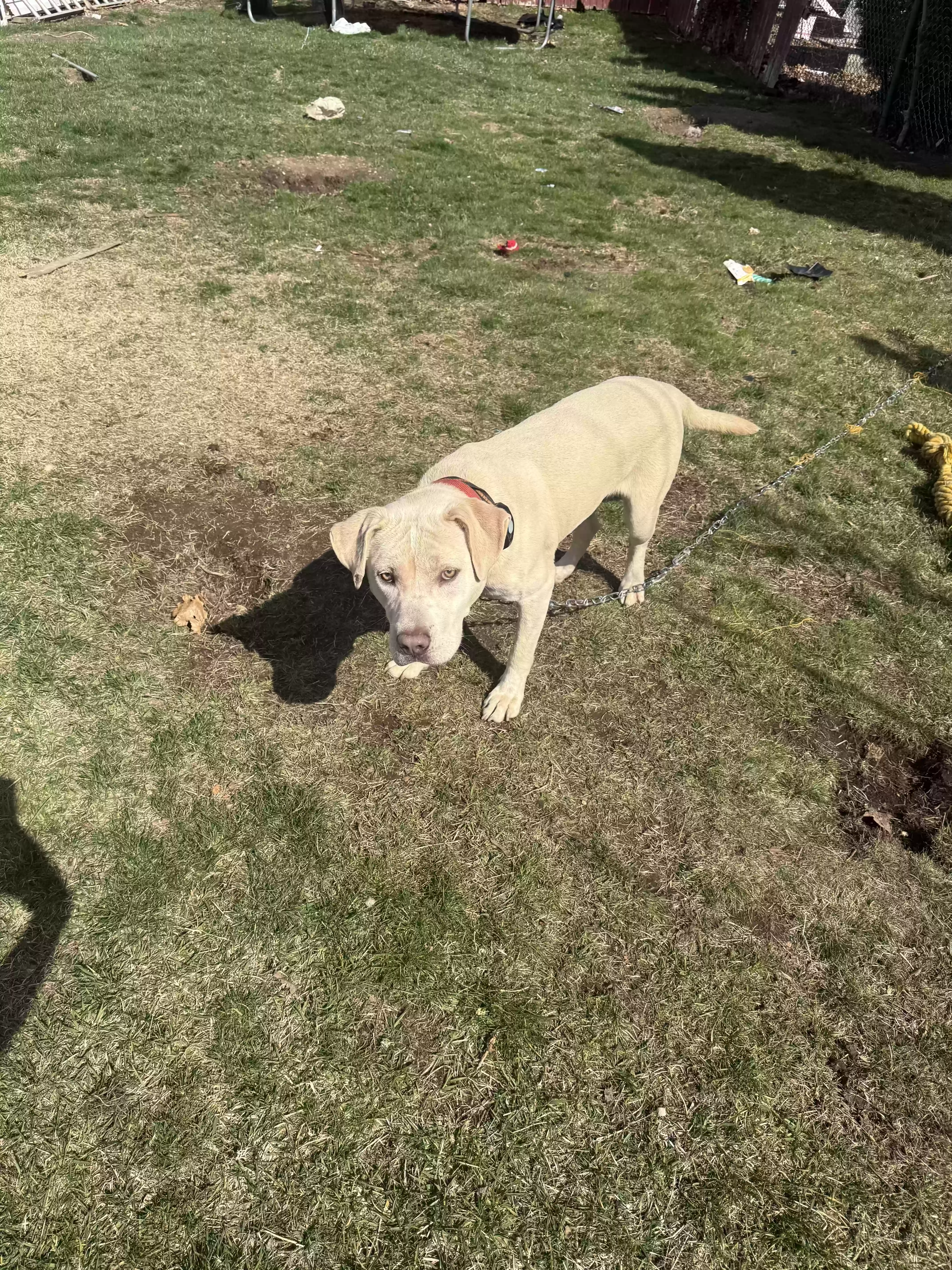 adoptable Dog in Freeport,NY named ghost