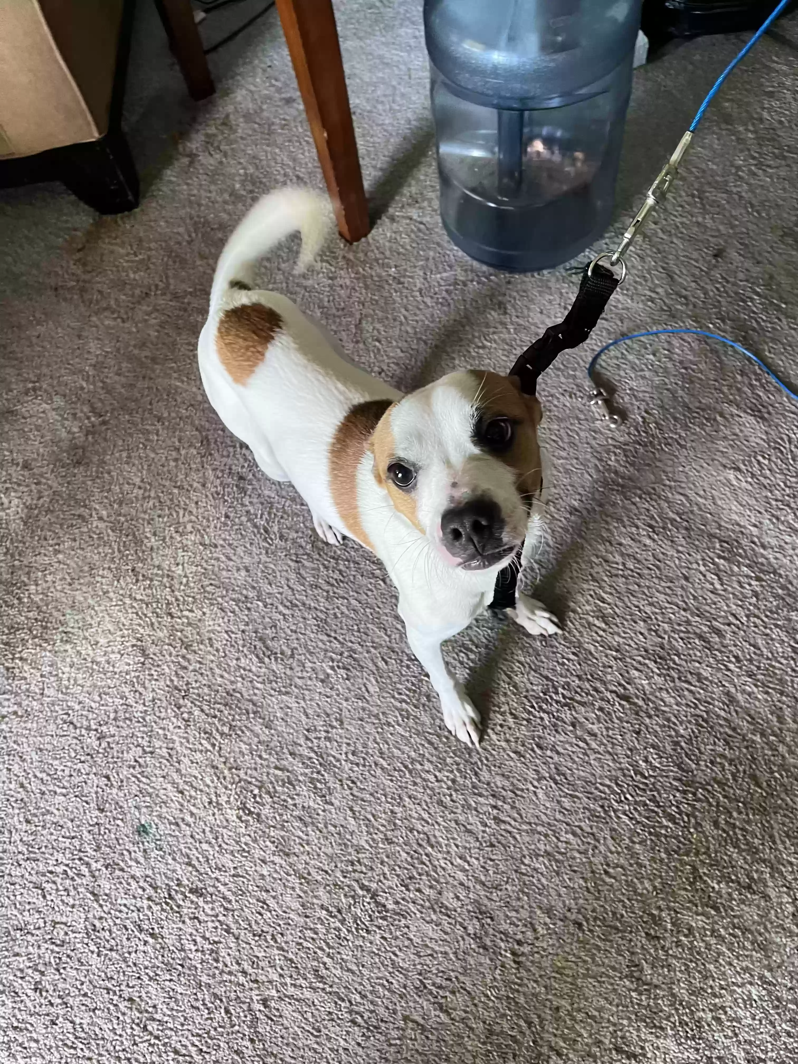 adoptable Dog in Raleigh,NC named Jessee