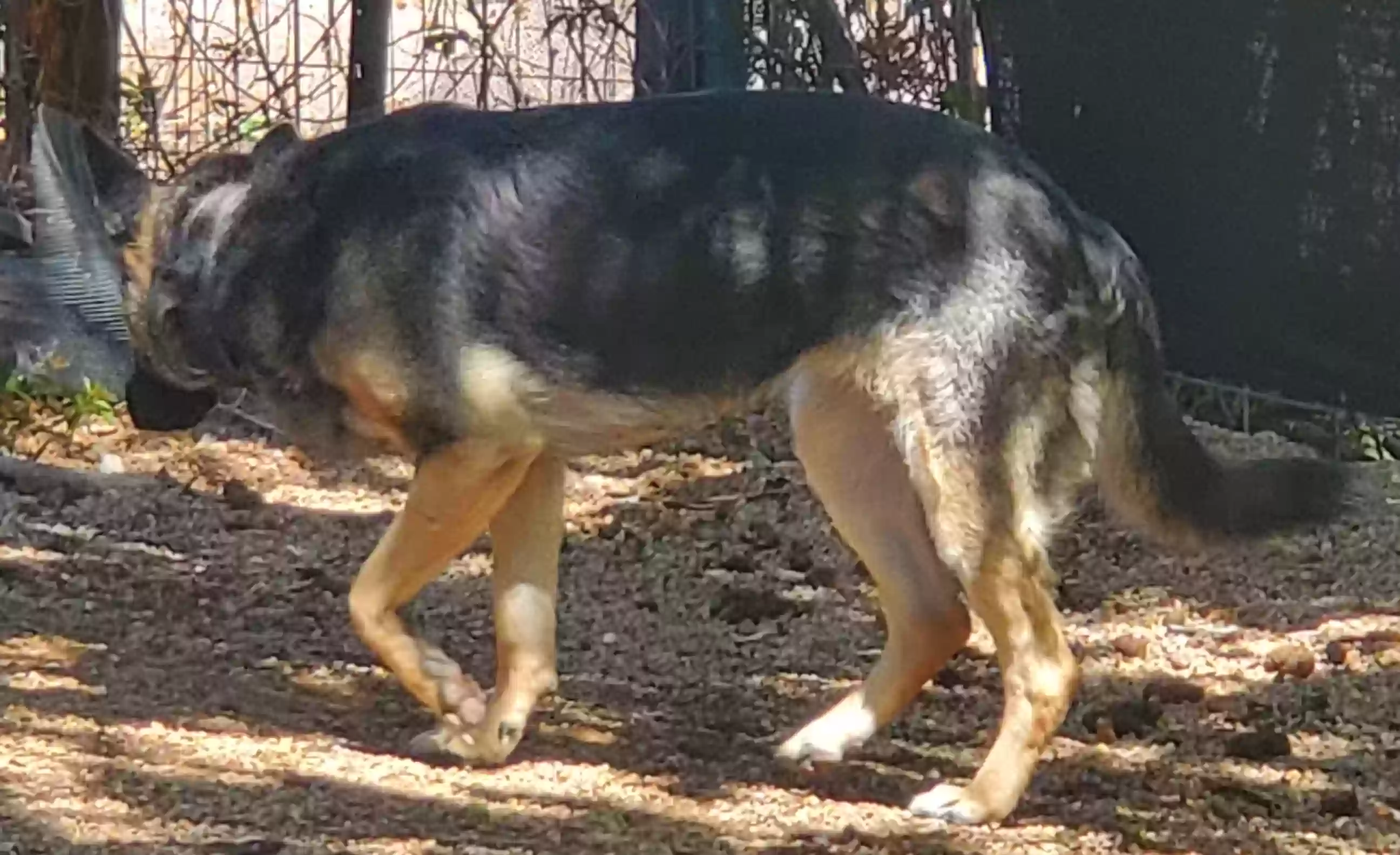 adoptable Dog in Colorado Springs,CO named Lily