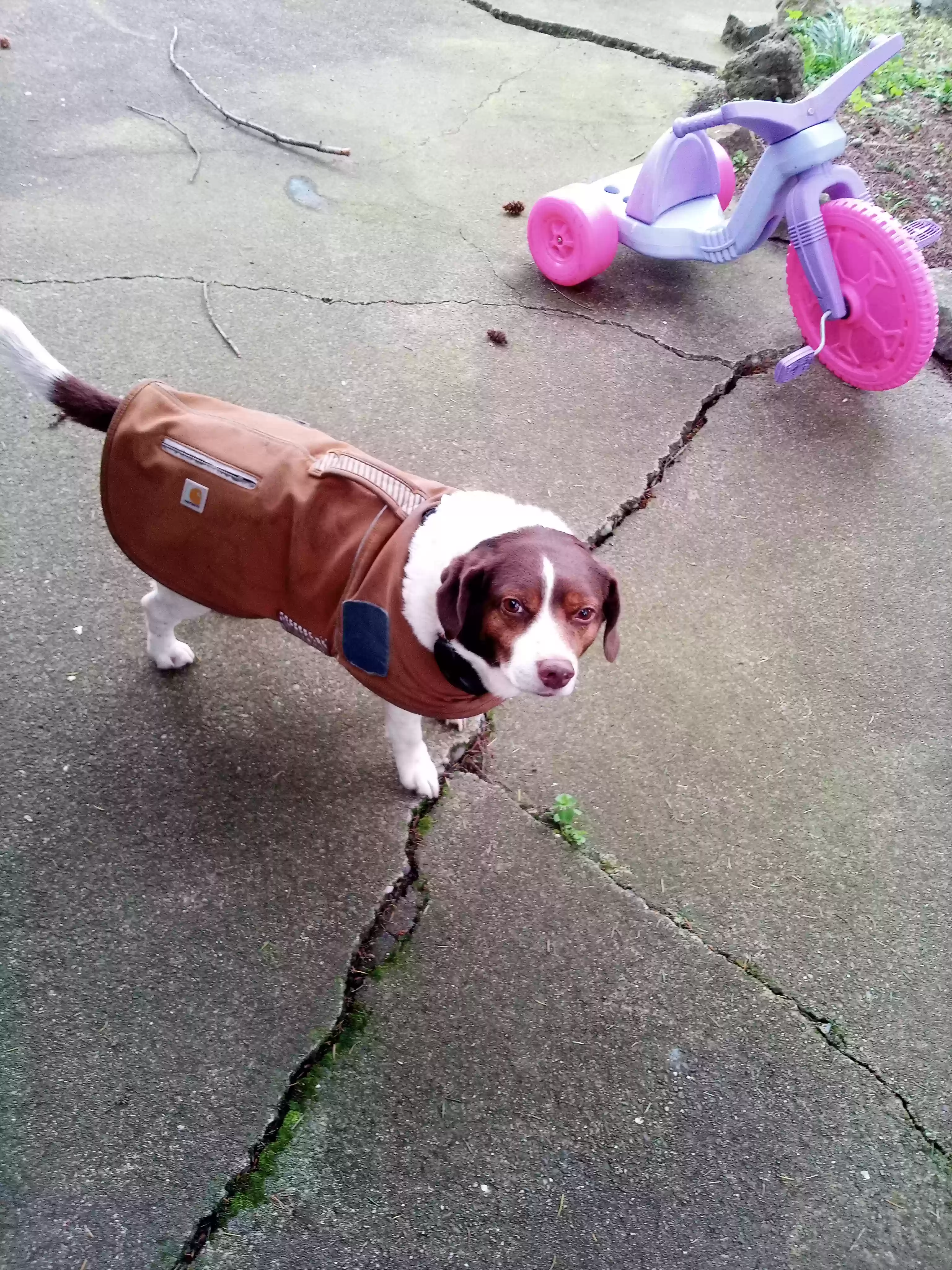 adoptable Dog in Spanaway,WA named Dipper-Doo