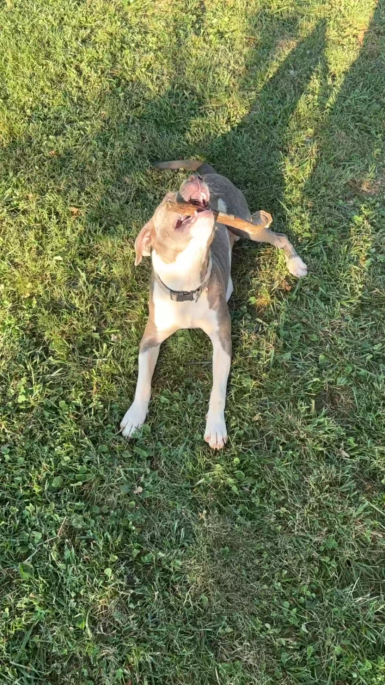 adoptable Dog in Murfreesboro,TN named Leila