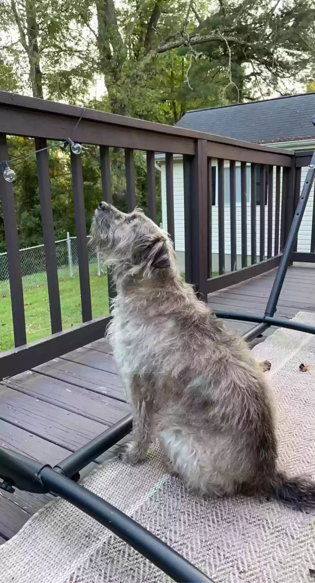 adoptable Dog in Parkersburg,WV named Obi