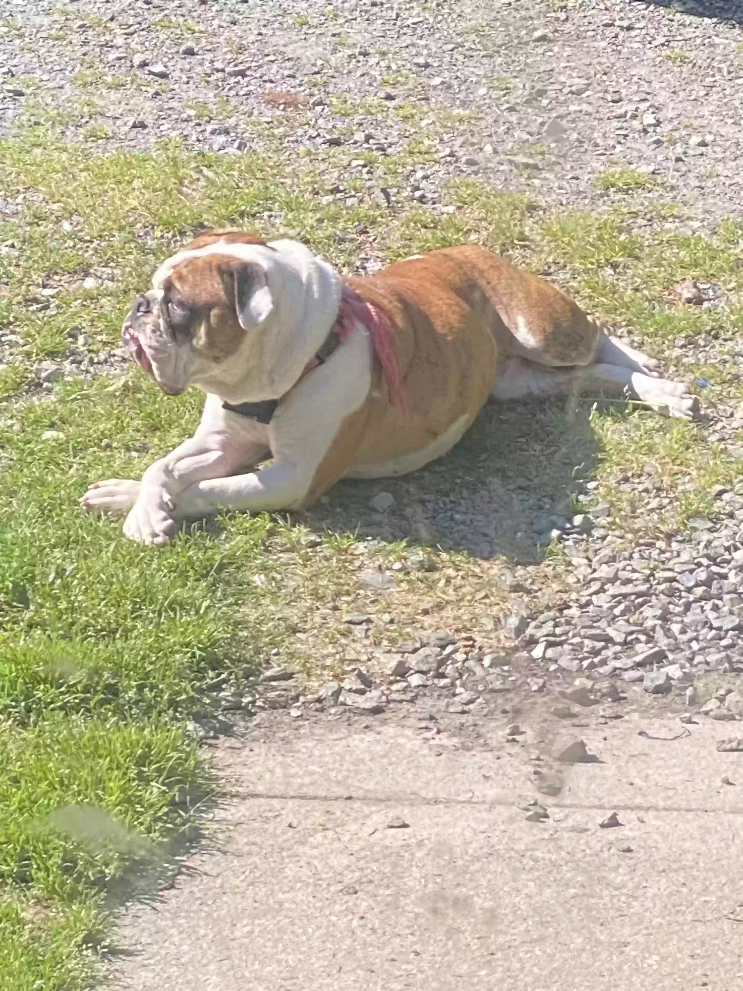 adoptable Dog in Mebane,NC named Lola