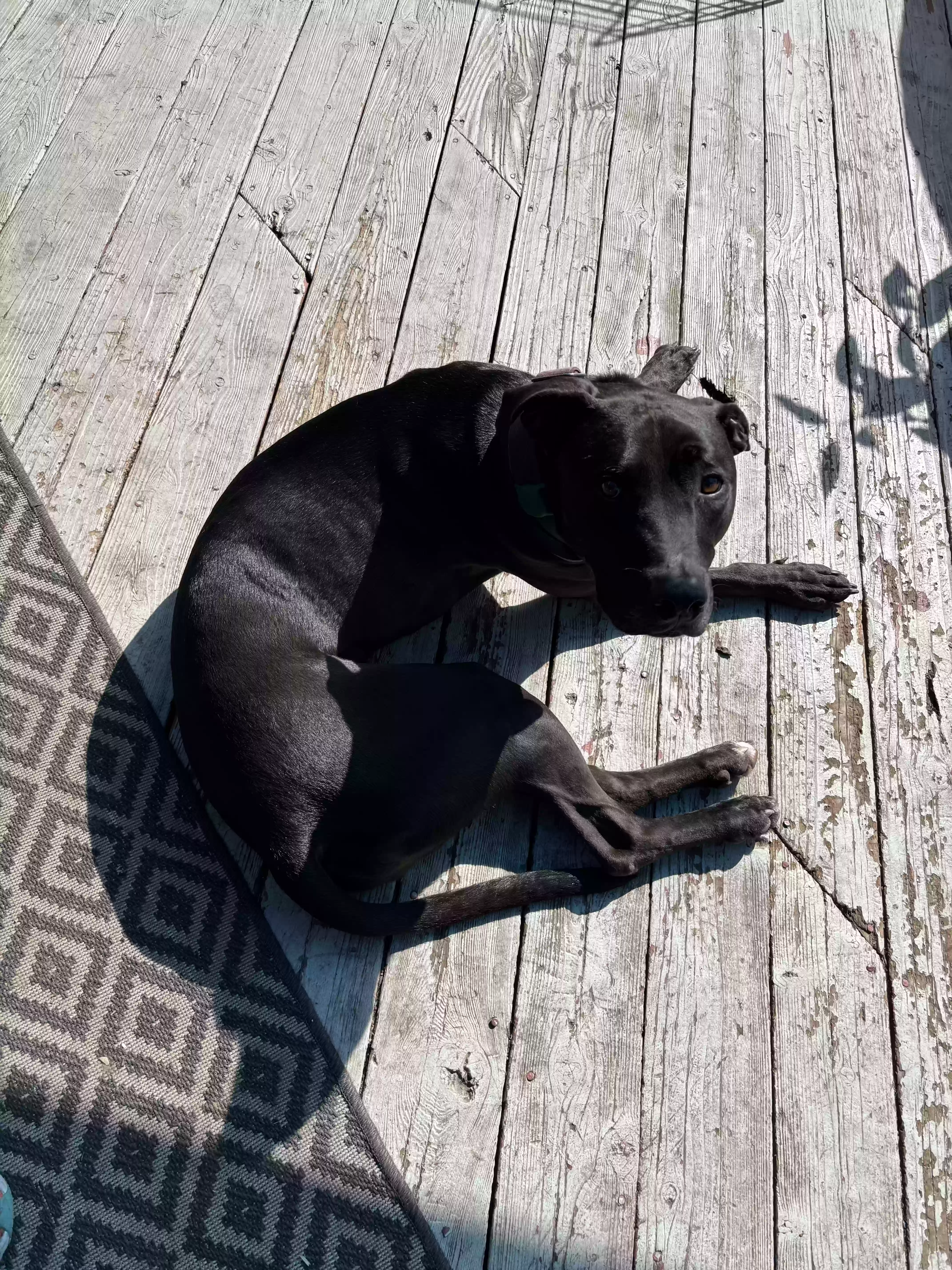 adoptable Dog in Los Angeles,CA named Merlin