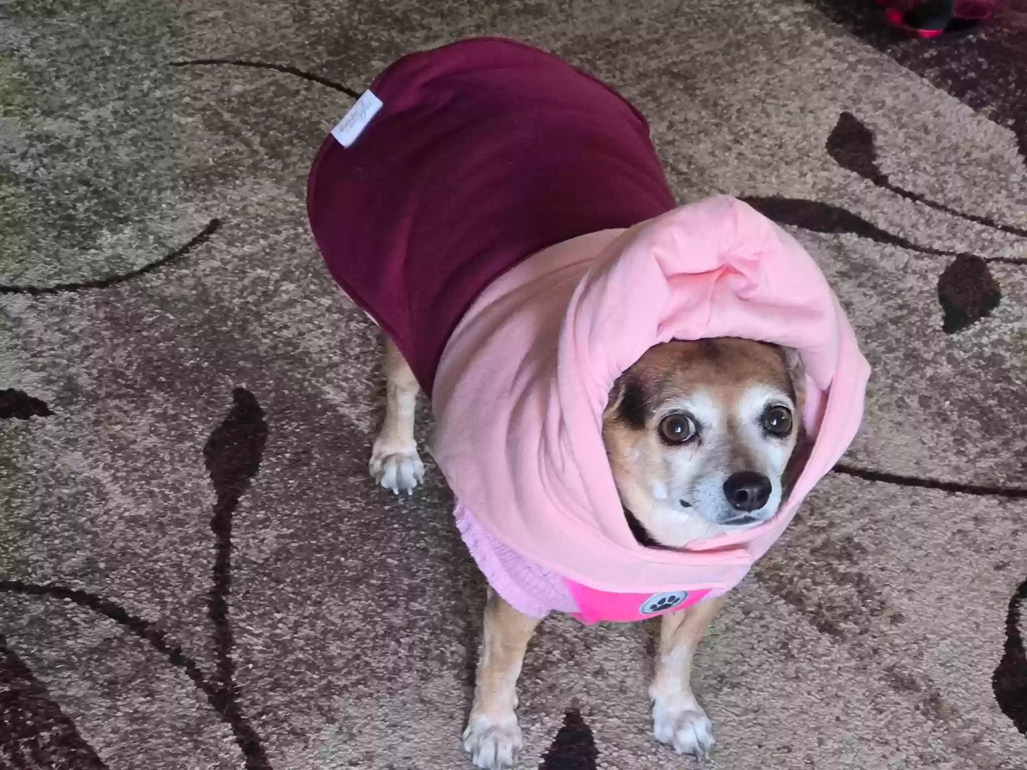adoptable Dog in Manchester Township,NJ named Beauty
