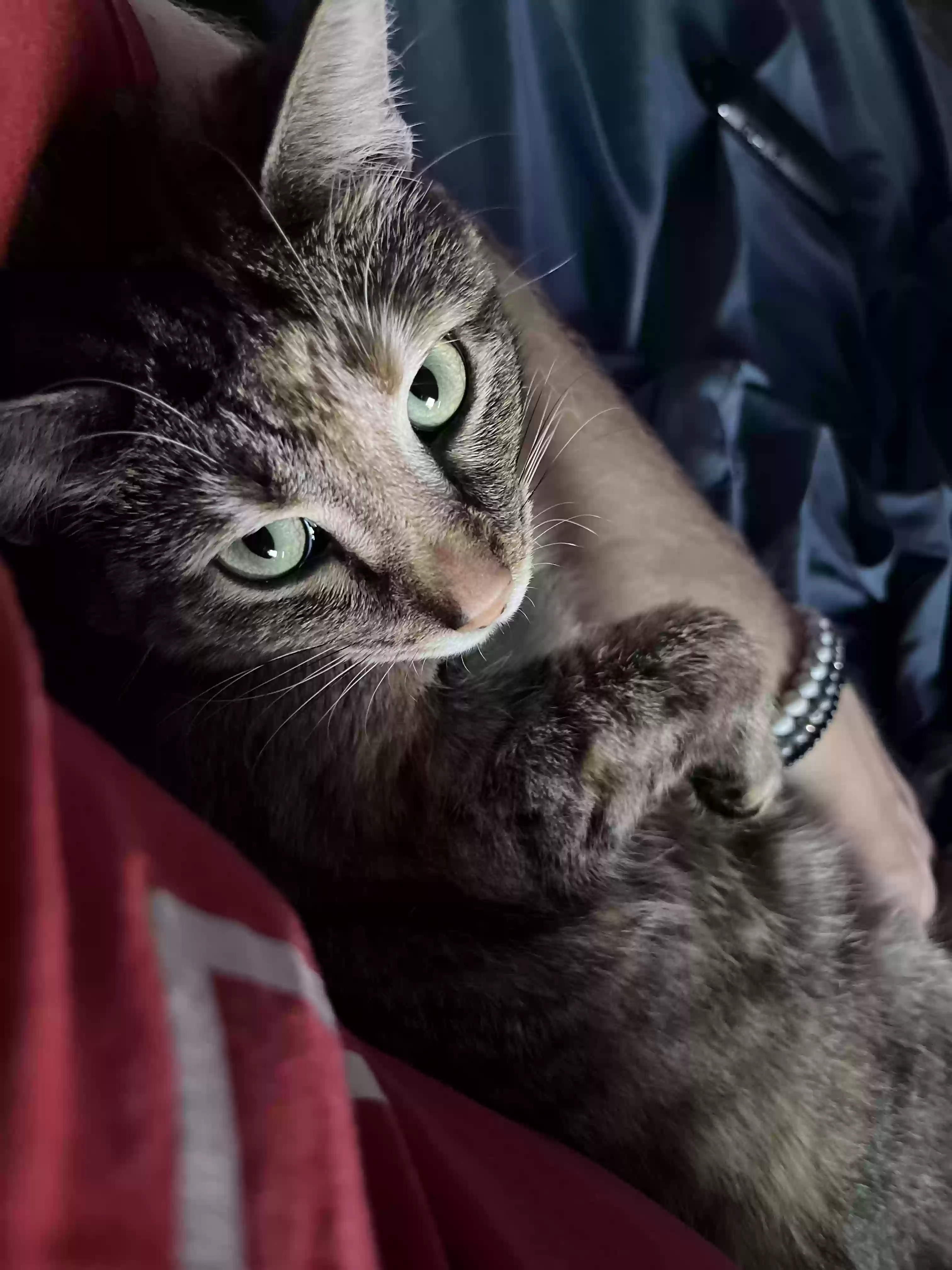 adoptable Cat in Galloway,OH named Penny