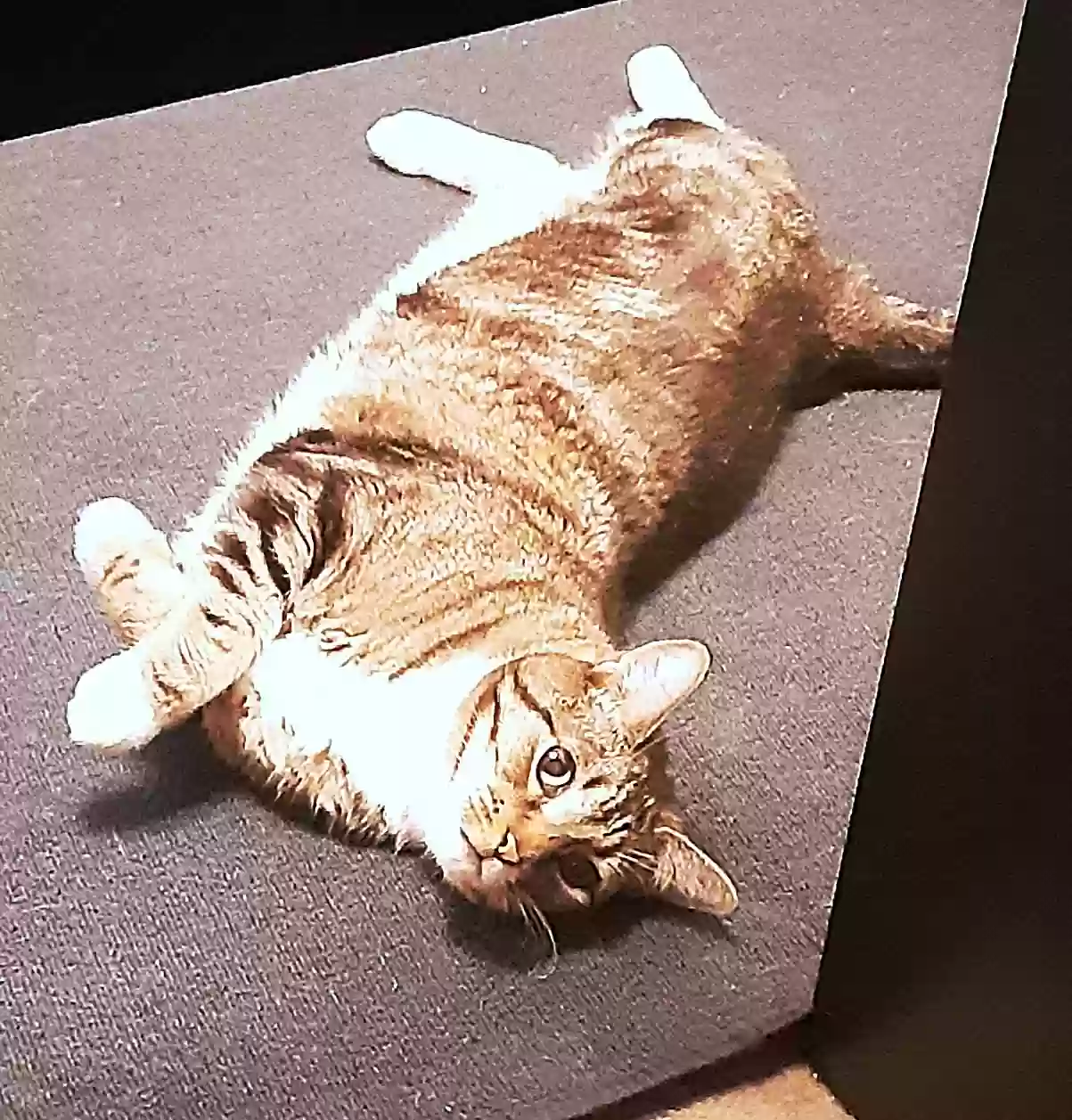 adoptable Cat in Scottsdale,AZ named Torunn
