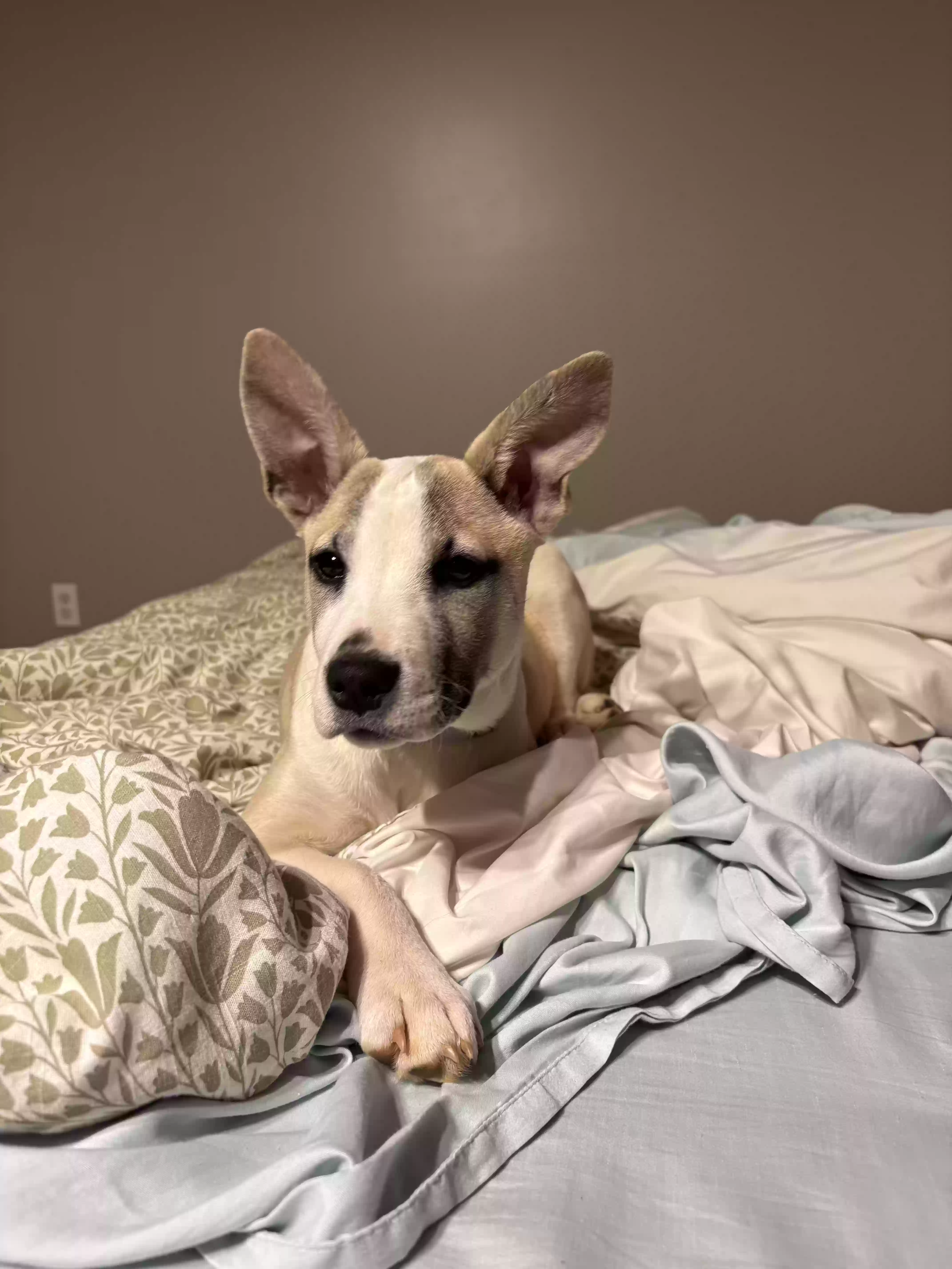 adoptable Dog in Acworth,GA named Beau