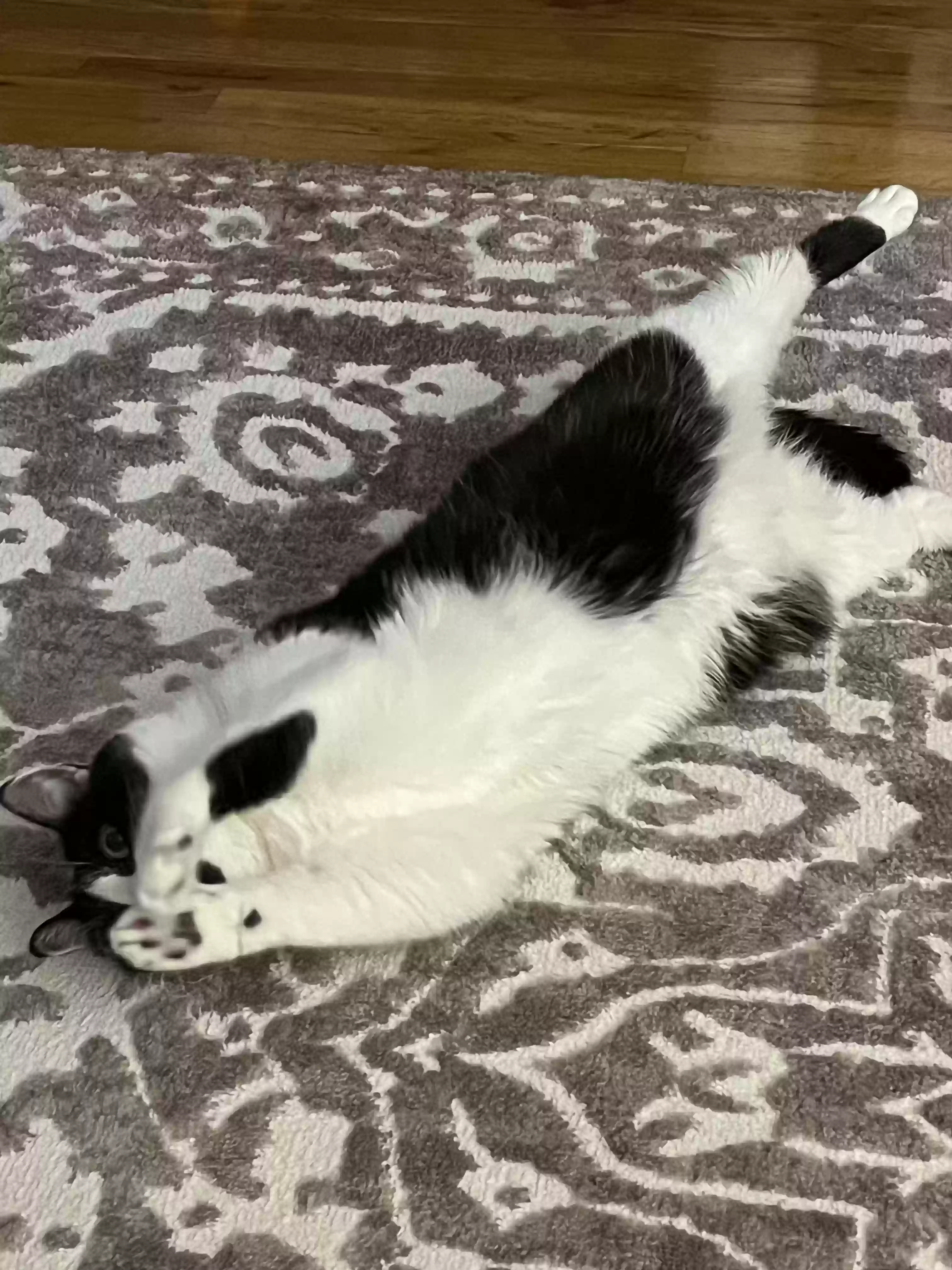 adoptable Cat in Meriden,CT named Bandit