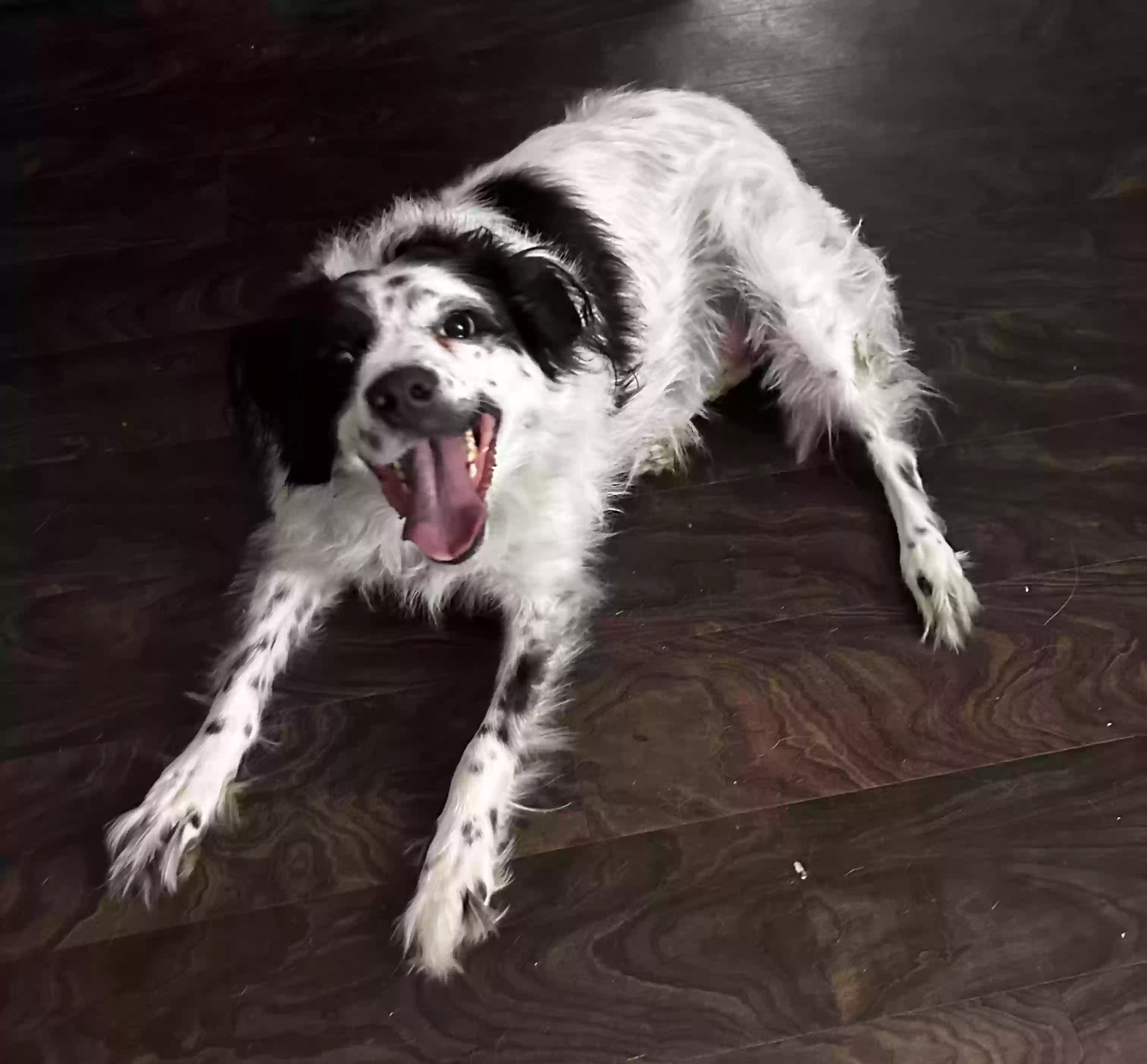 adoptable Dog in Dallas,TX named Dakota