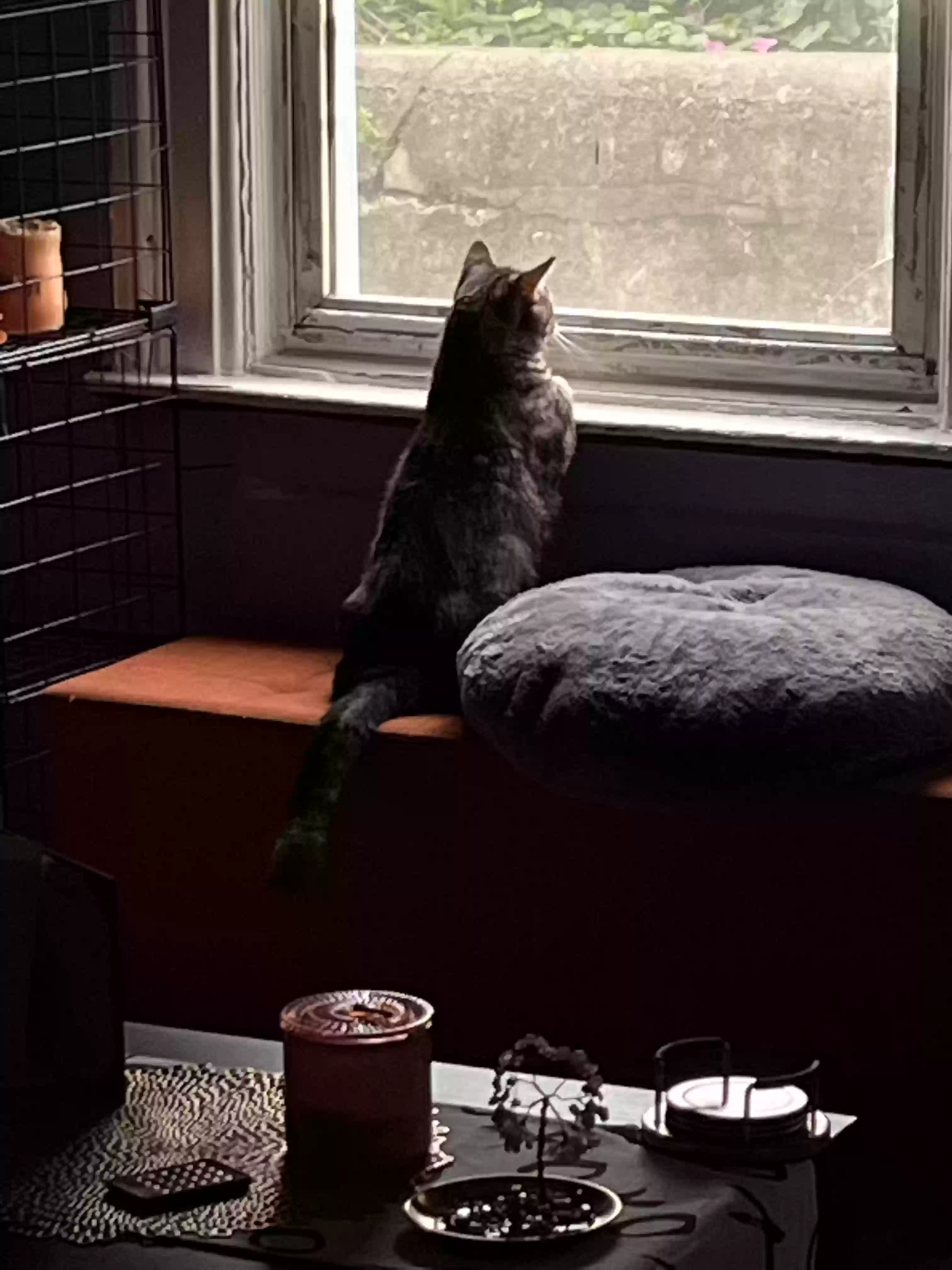 adoptable Cat in Chicago,IL named Sir Casanova T Brown