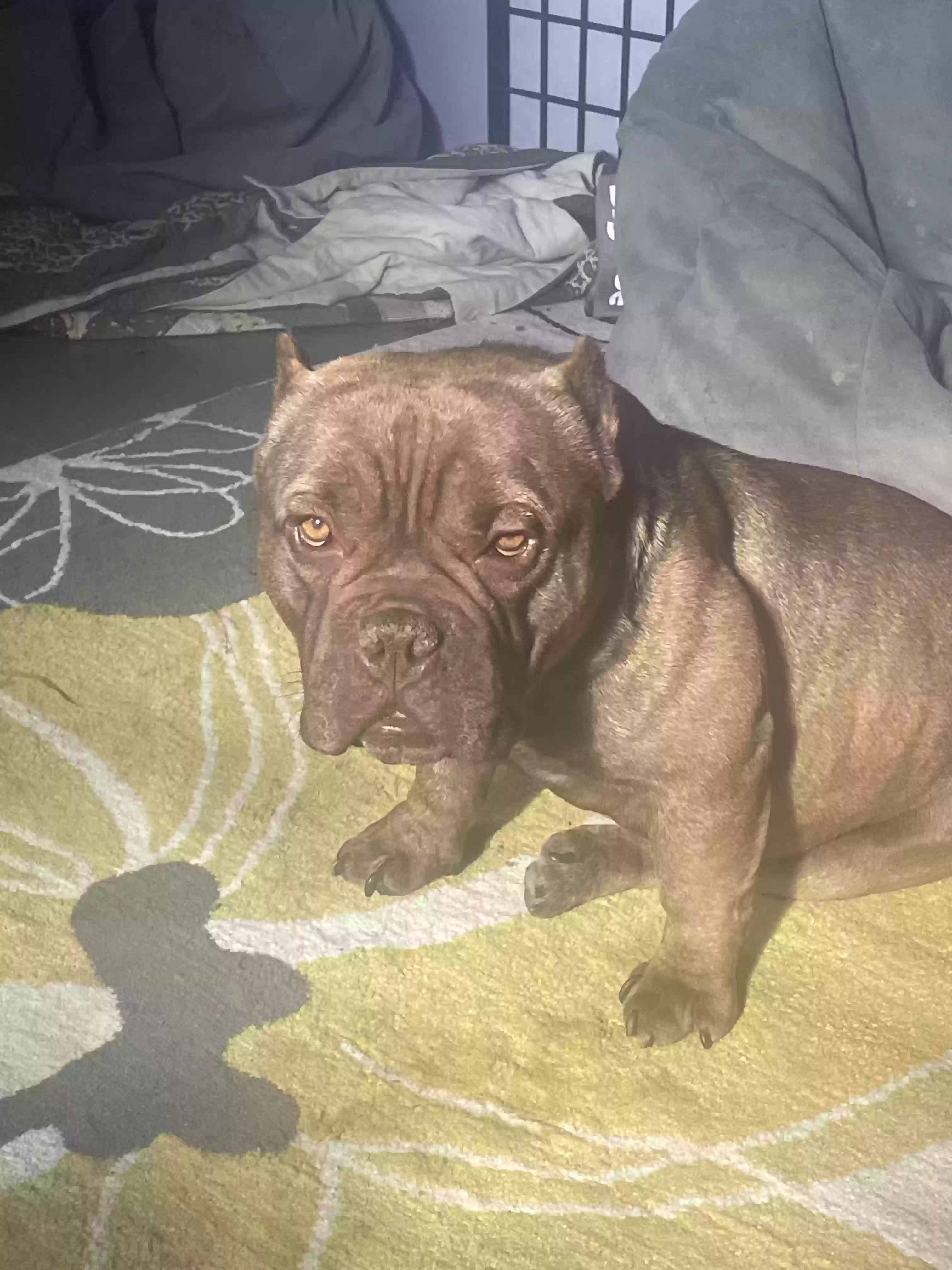 adoptable Dog in Tallahassee,FL named Sacai