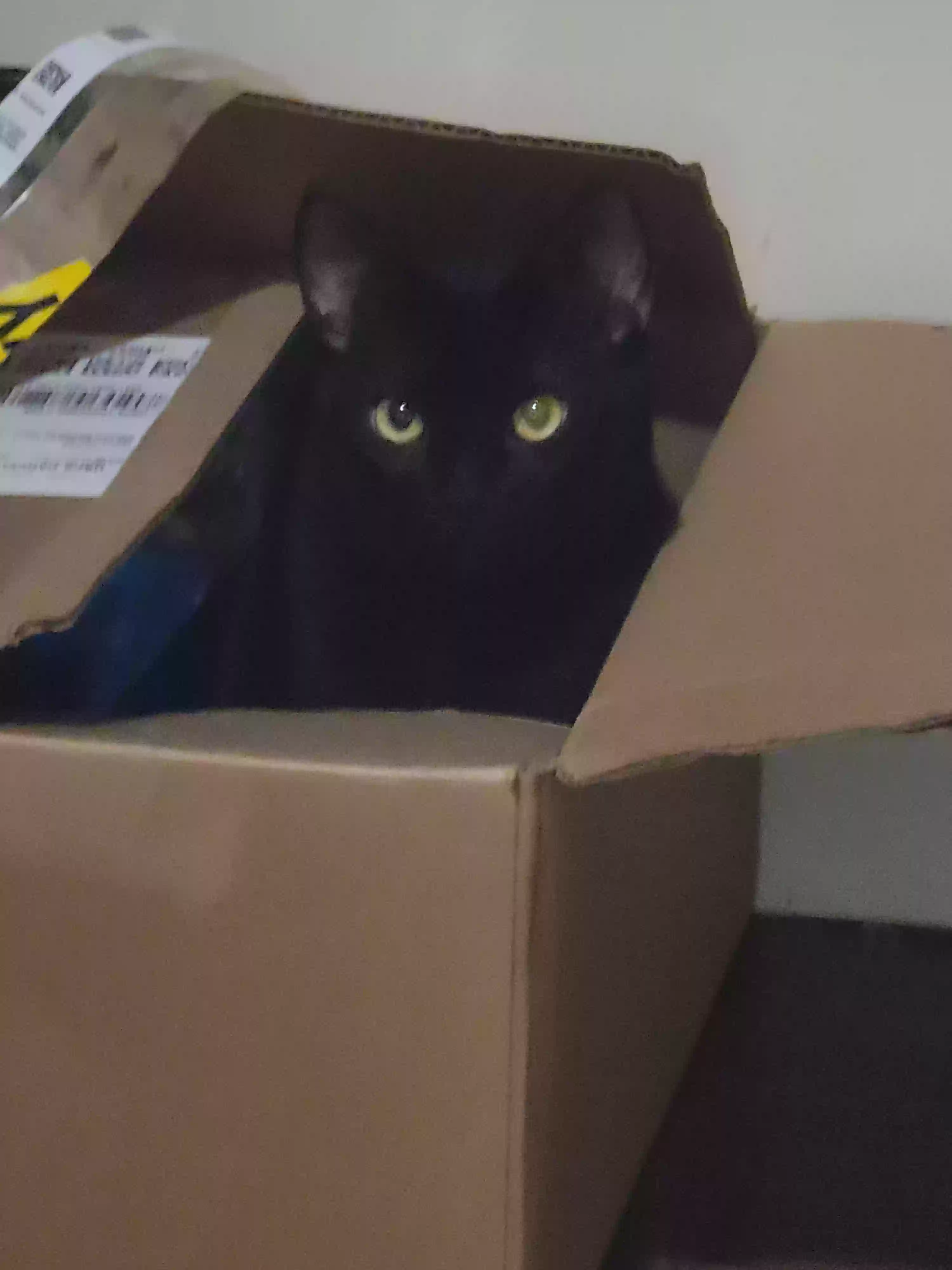 adoptable Cat in Stone Mountain,GA named Stardust