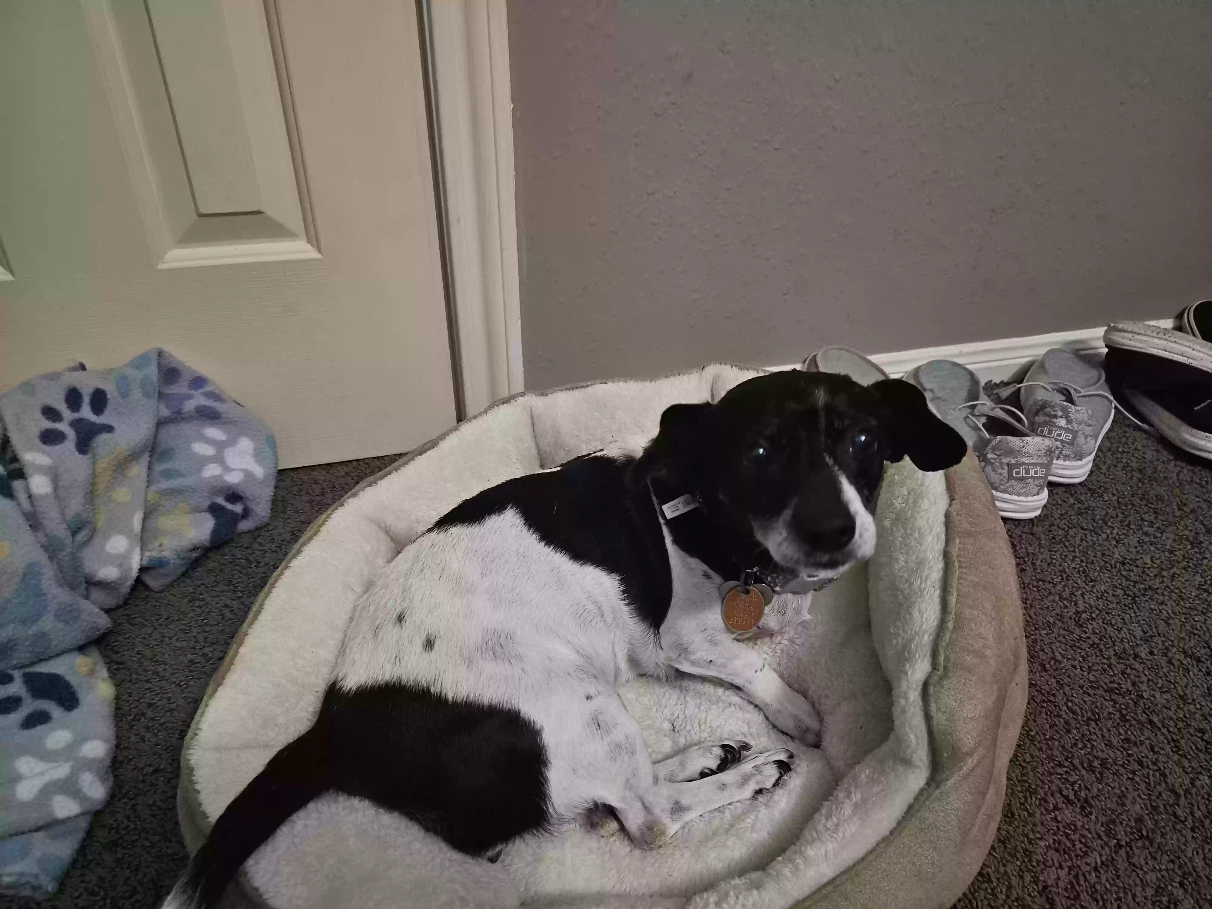 adoptable Dog in Dickinson,TX named Oreo