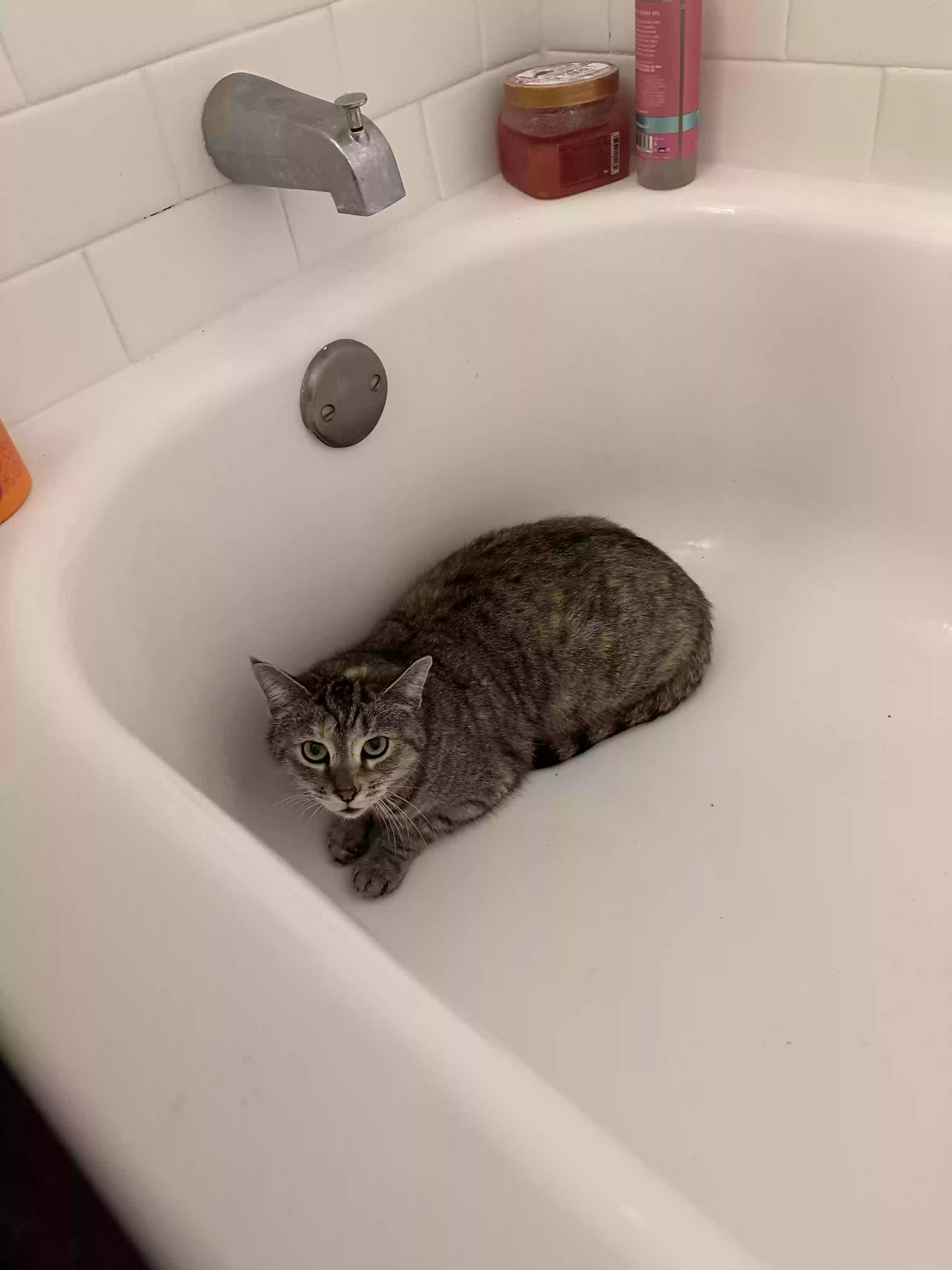 adoptable Cat in Oxford,OH named Poncho
