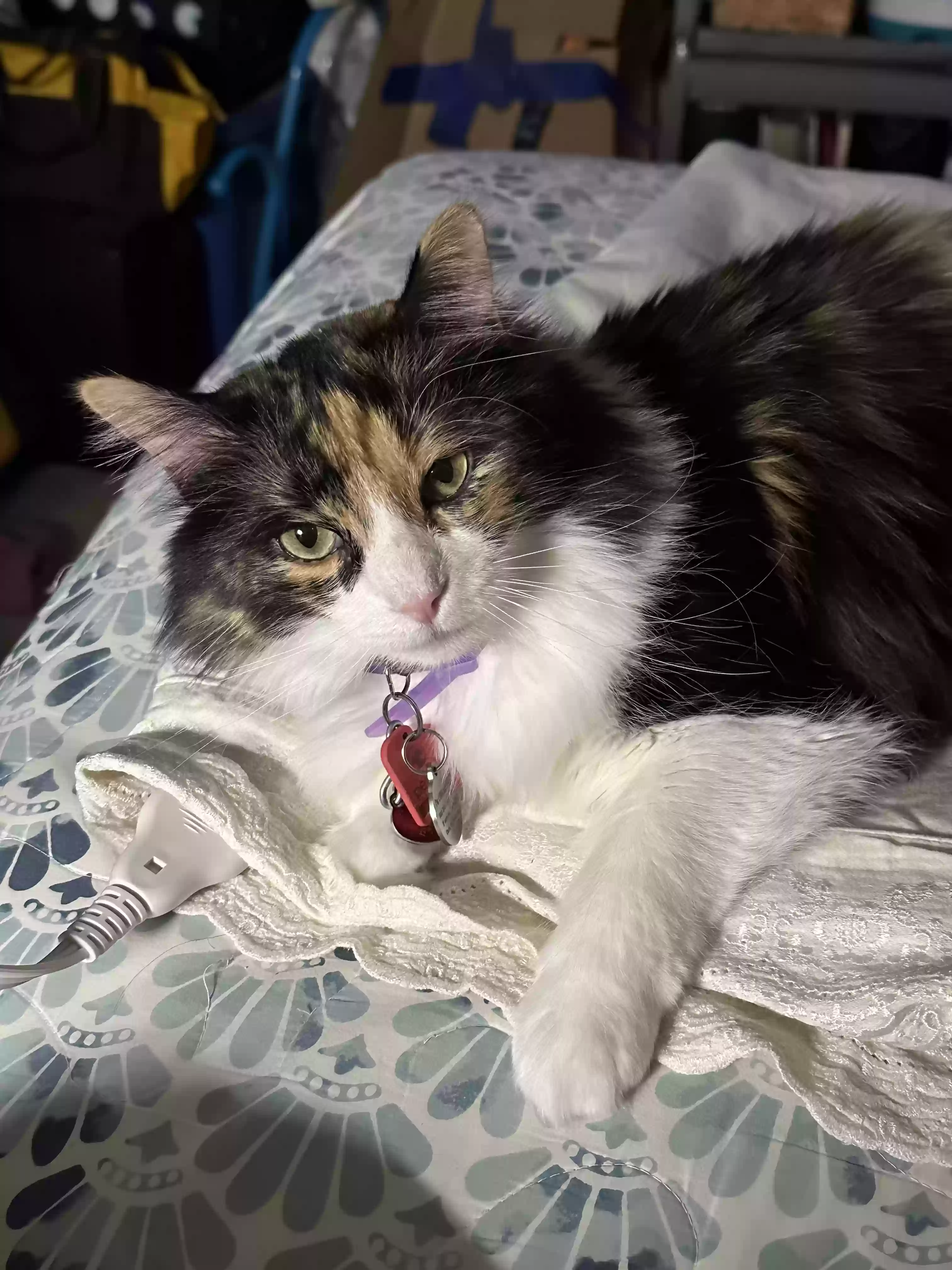 adoptable Cat in Burleson,TX named Luna