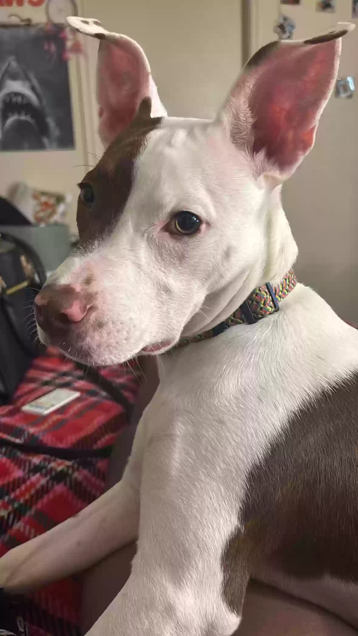 adoptable Dog in Statesboro,GA named Koda