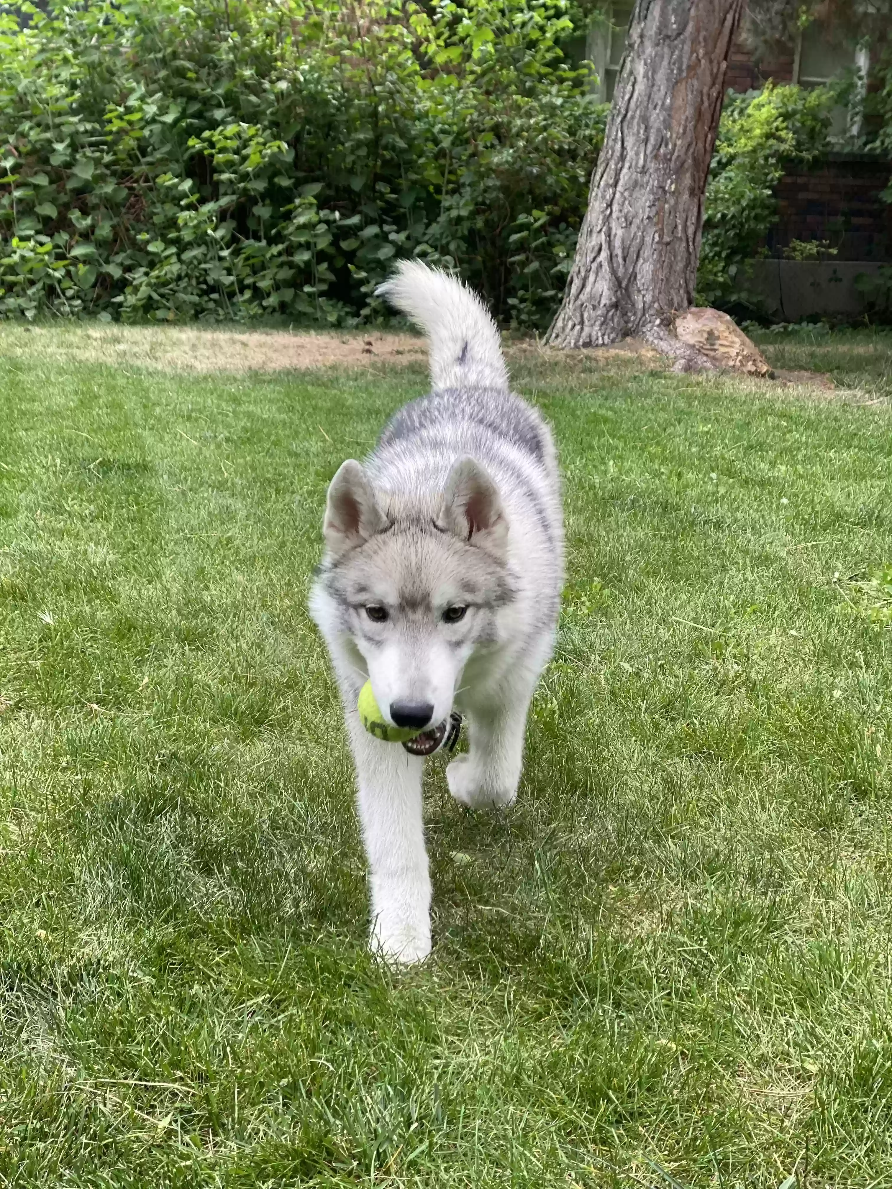 adoptable Dog in Salt Lake City,UT named Happy