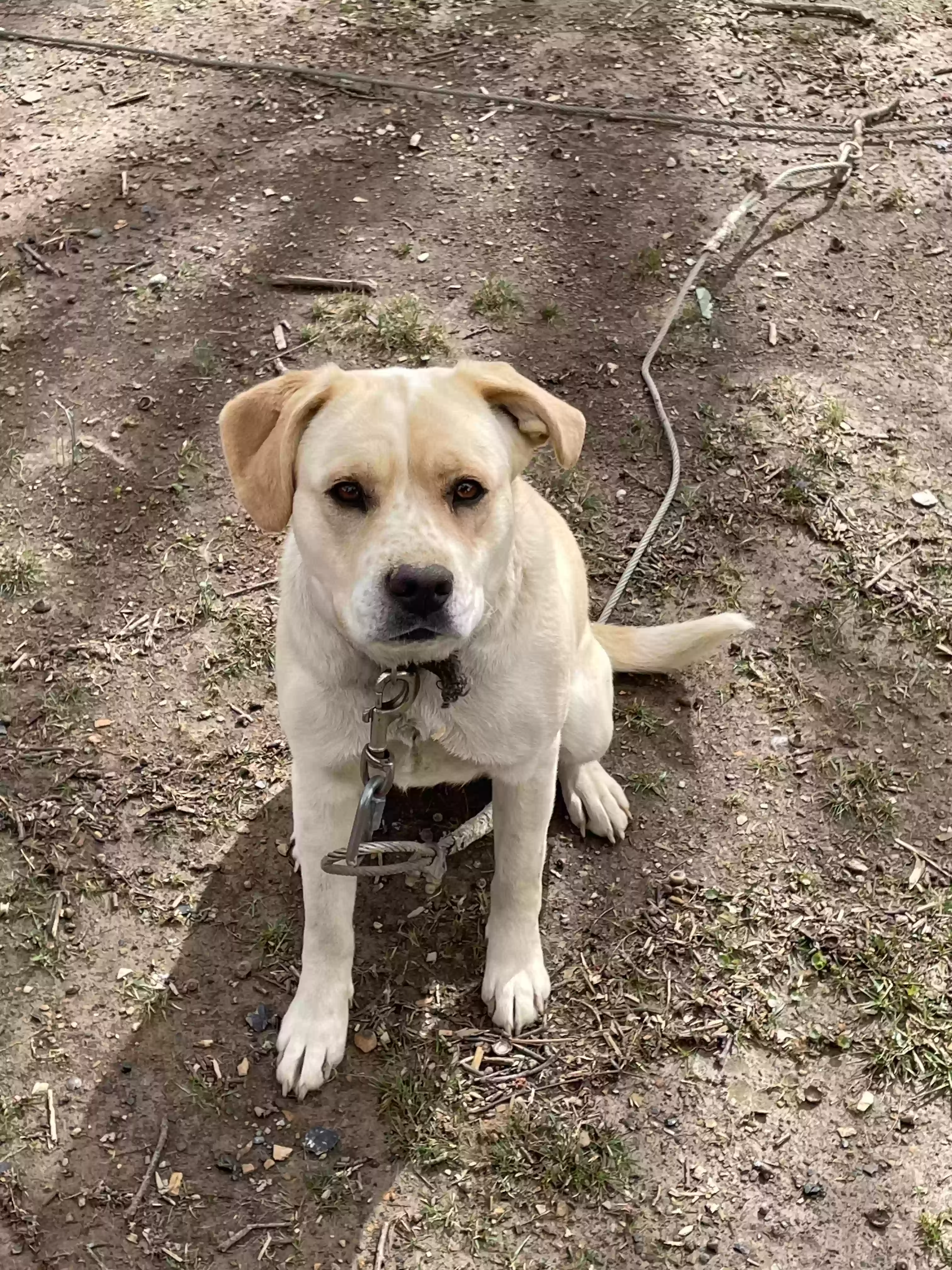 adoptable Dog in London,KY named Iris