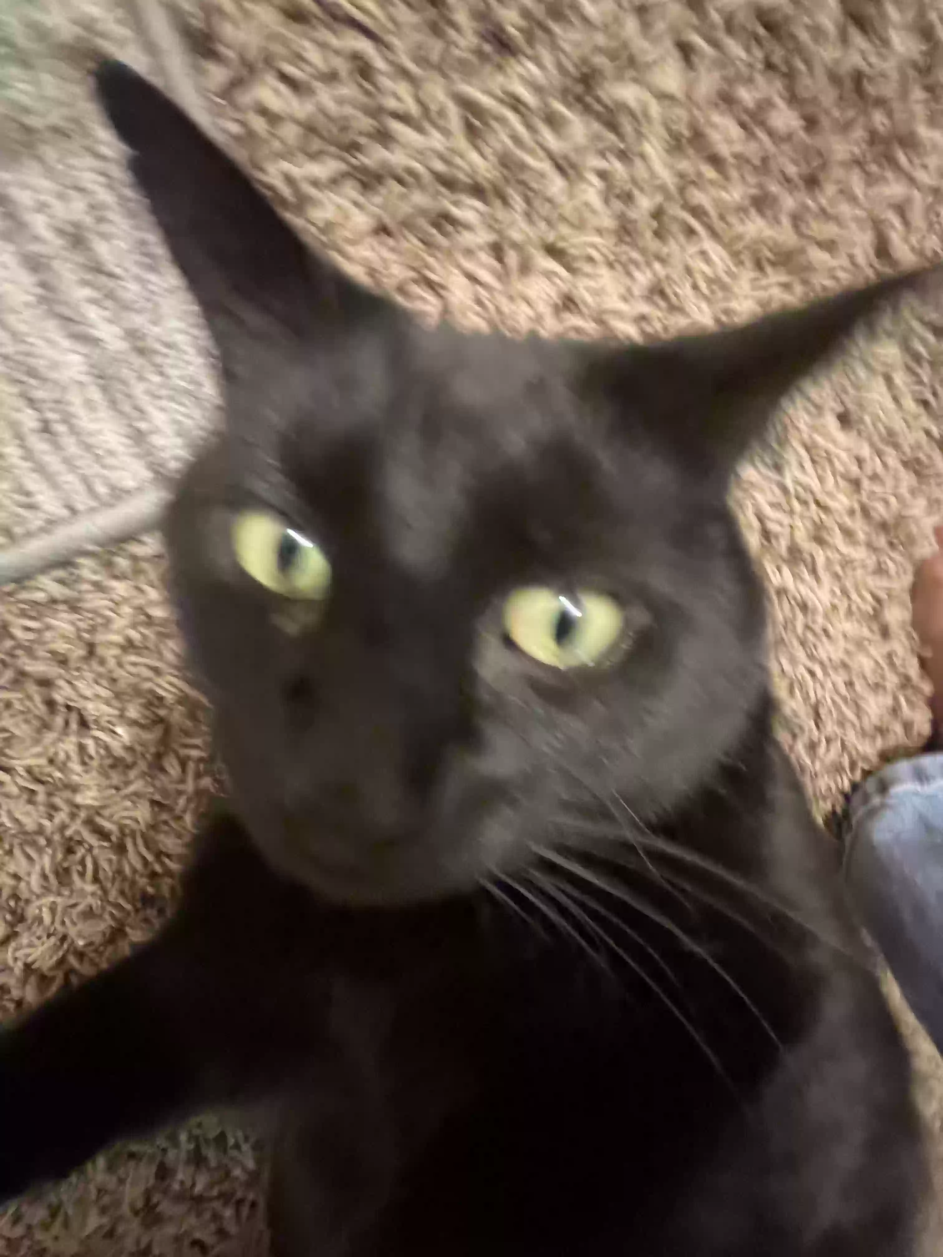 adoptable Cat in Cameron,NC named Coco