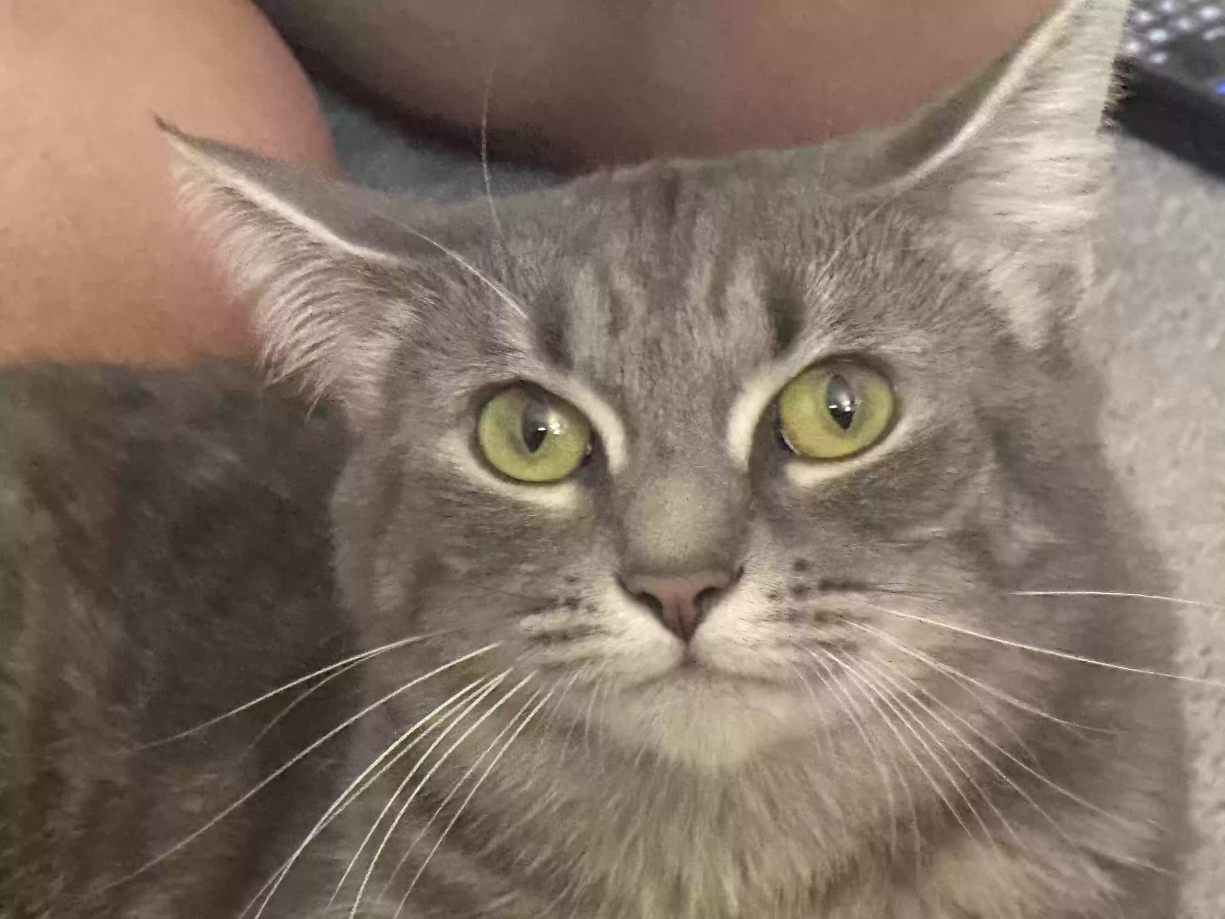 adoptable Cat in Nashville,NC named Fiona