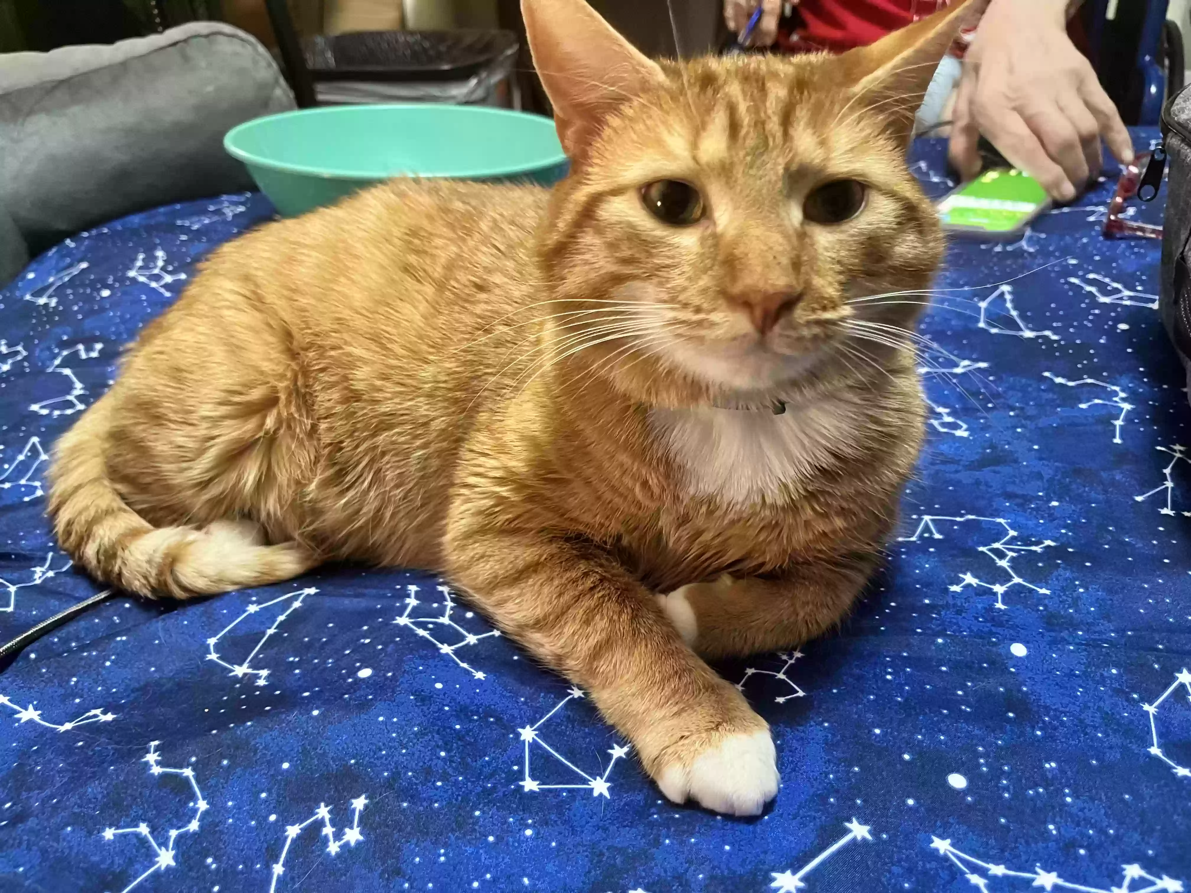 adoptable Cat in Felton,DE named Lexi