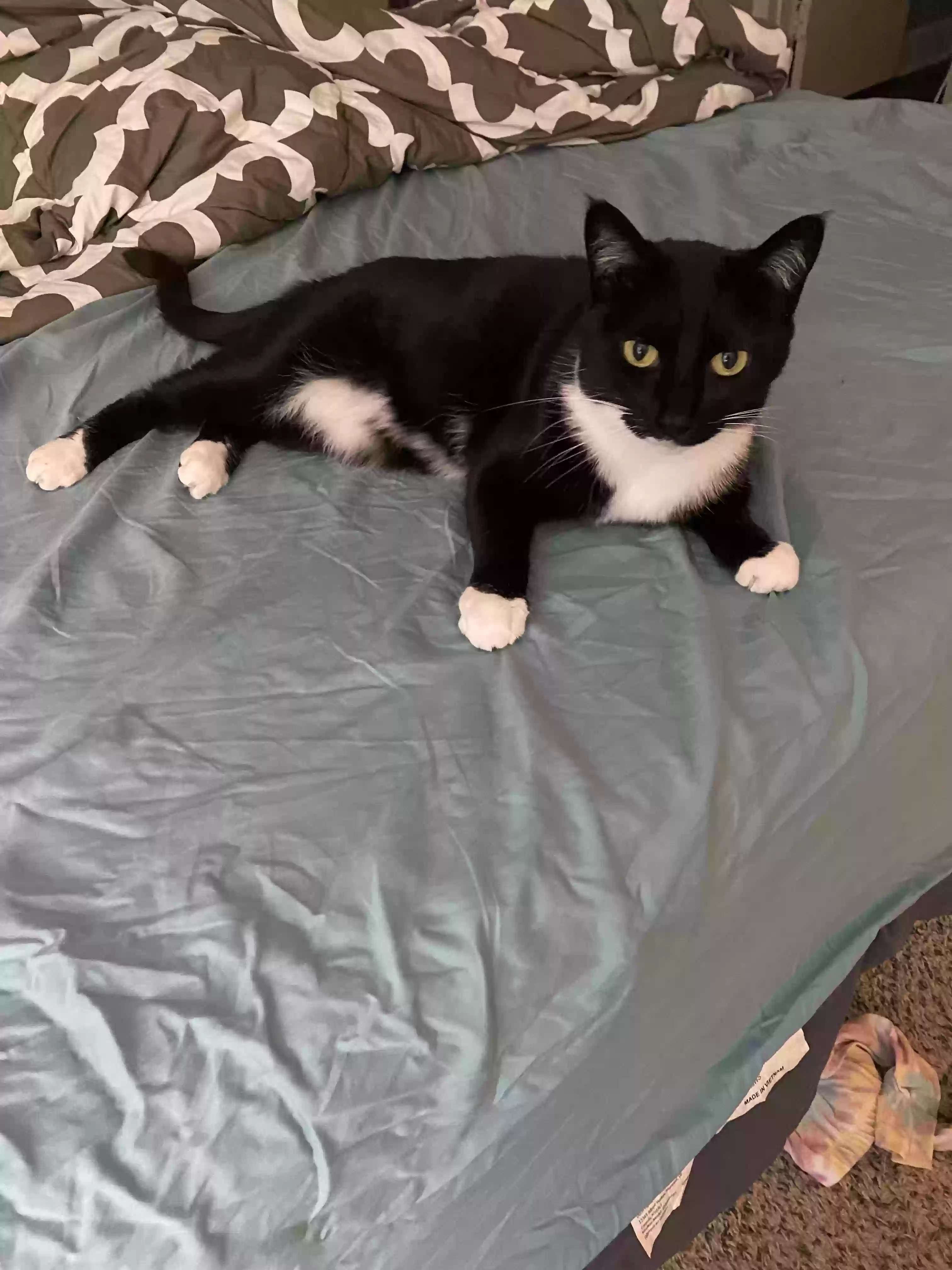 adoptable Cat in Marietta,GA named Bella