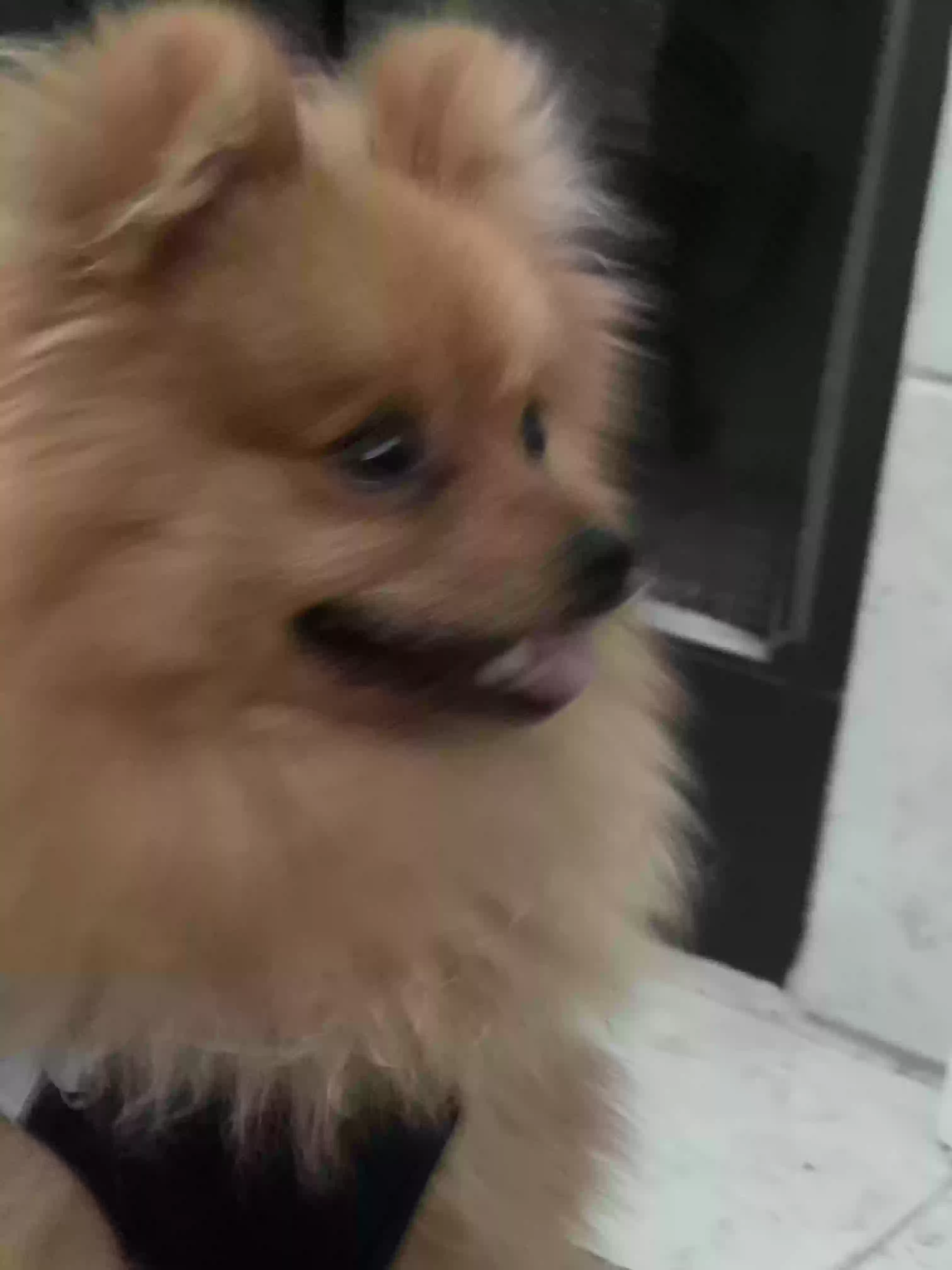 adoptable Dog in Covington,GA named Bruno