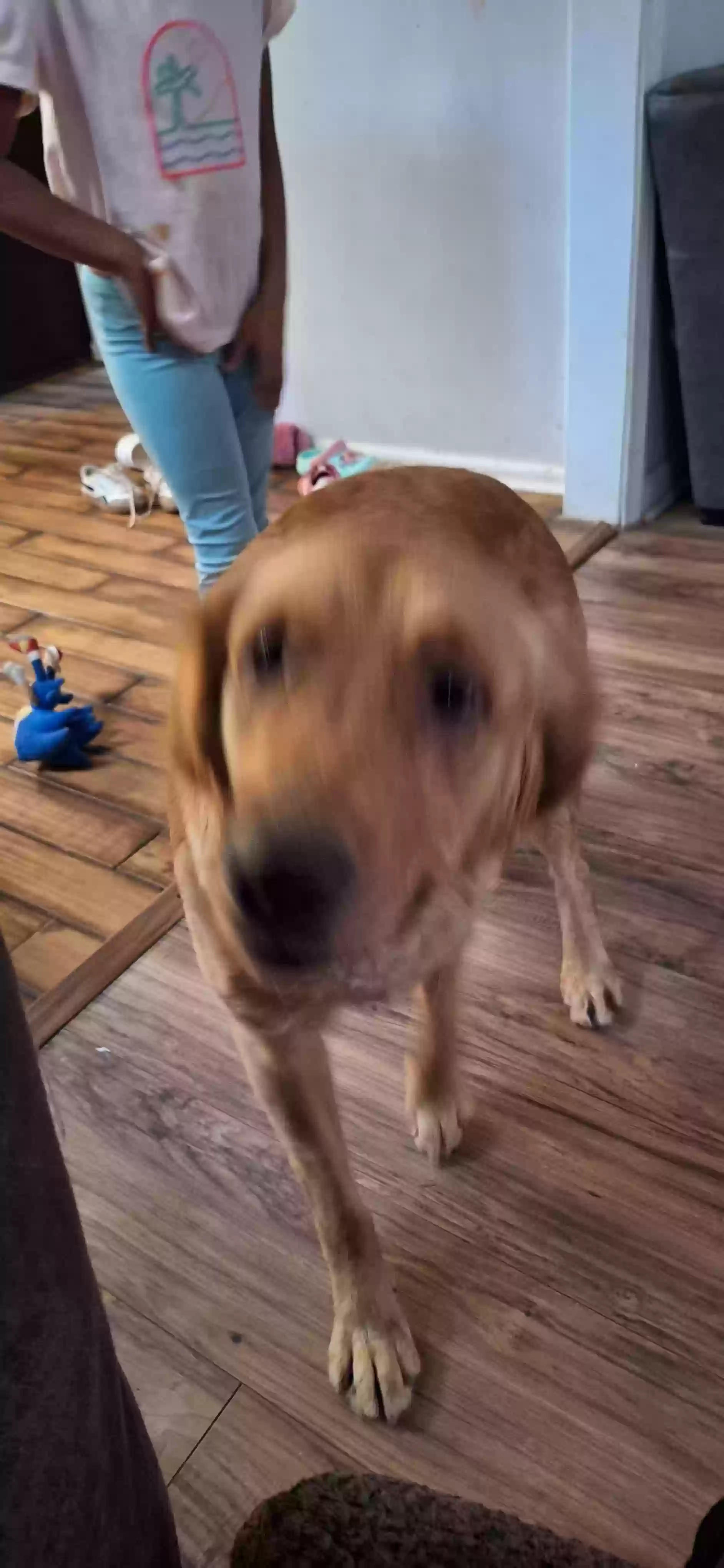 adoptable Dog in Stone Mountain,GA named Lula