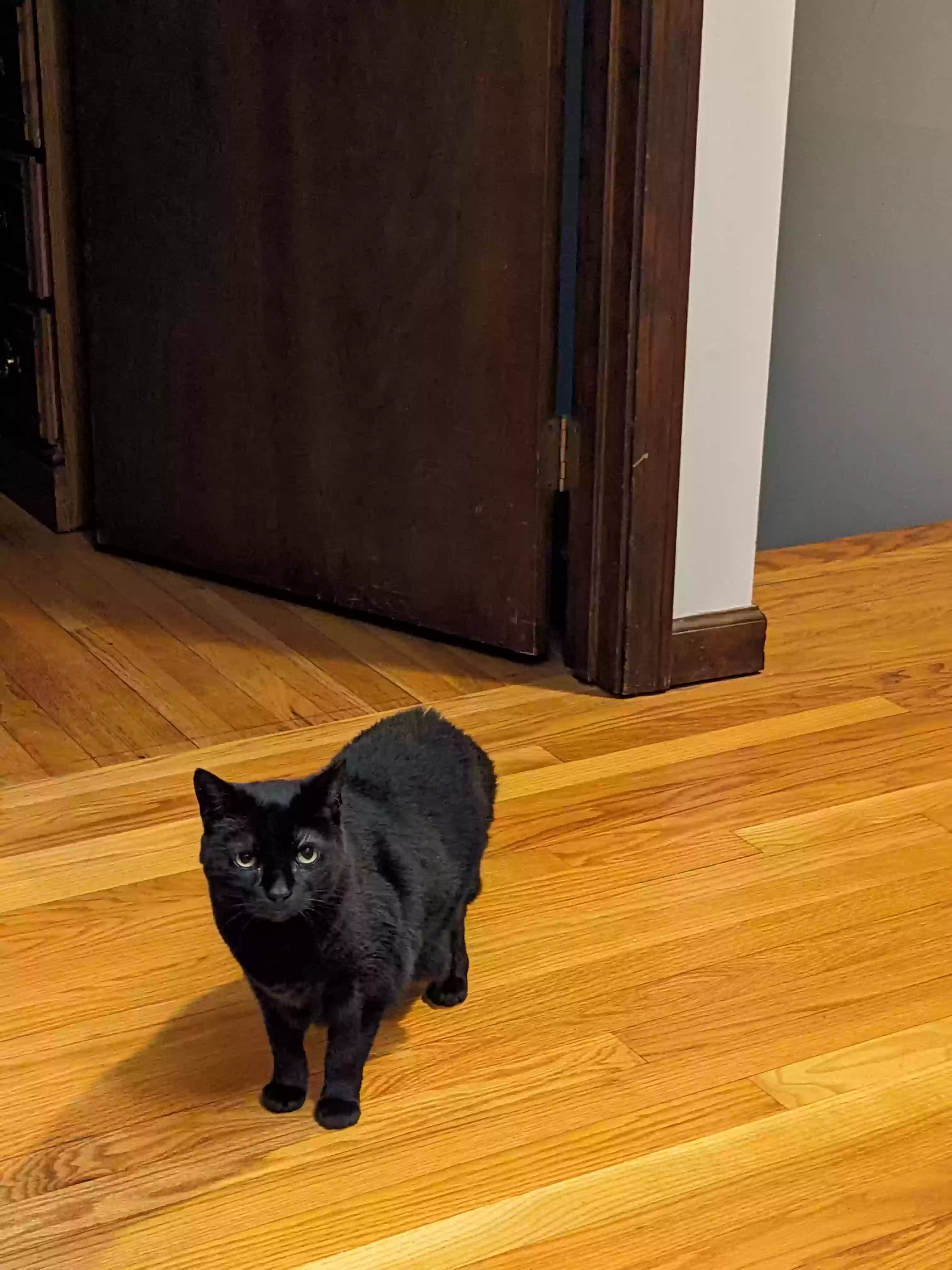adoptable Cat in East Granby,CT named Maura