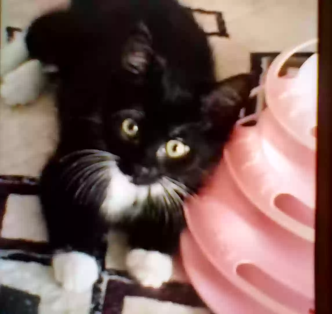 adoptable Cat in Ashville,OH named Stormy & Rayne