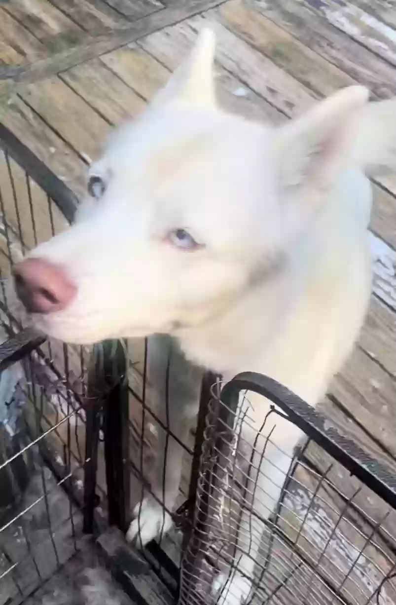adoptable Dog in Stockbridge,GA named Ivory