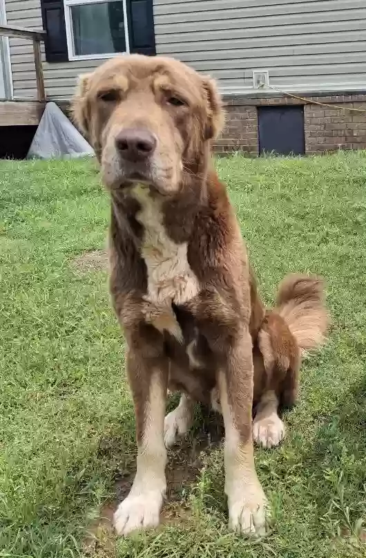 adoptable Dog in Tecumseh,OK named Bosco