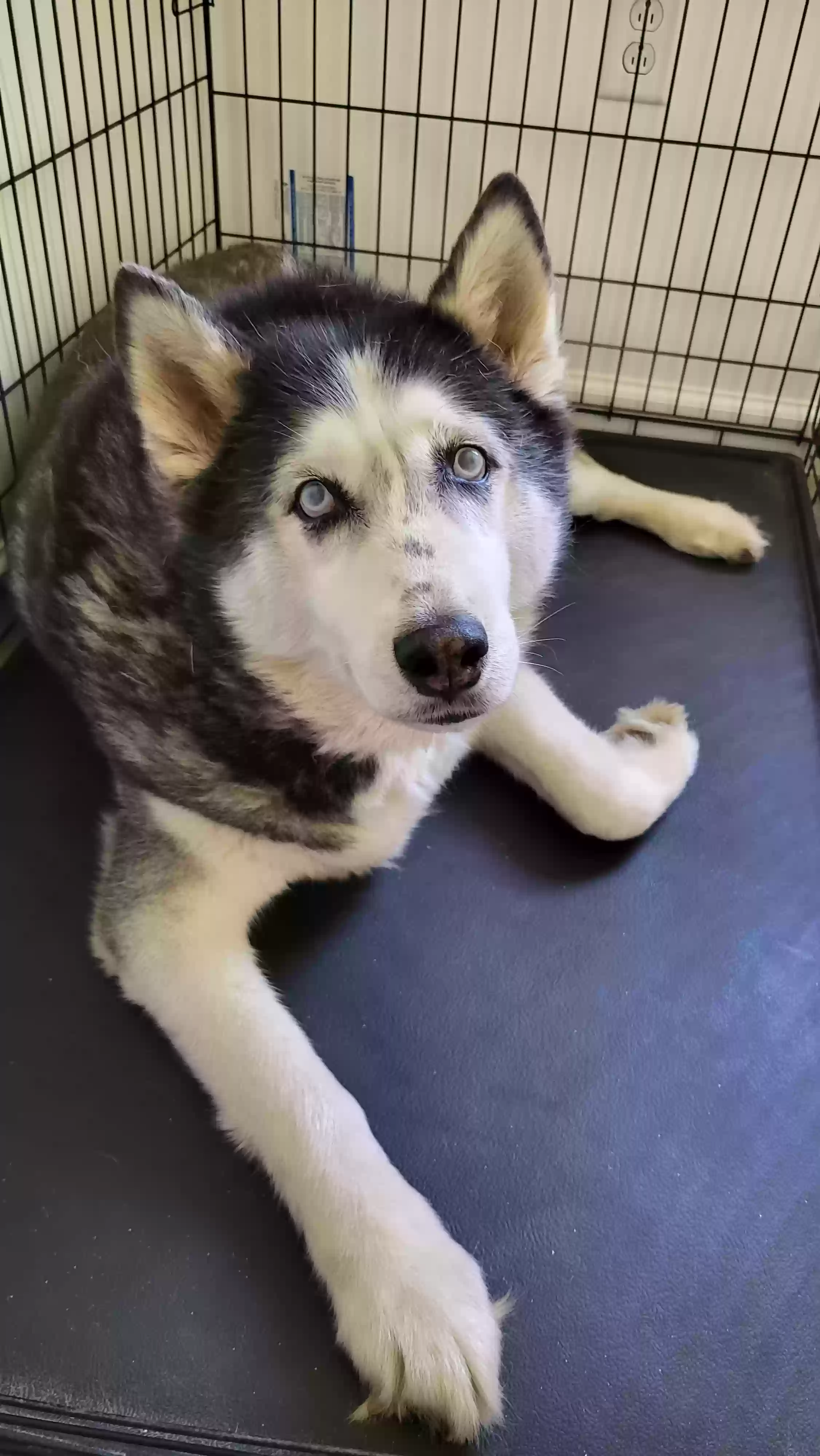 adoptable Dog in Jackson,MO named Kai