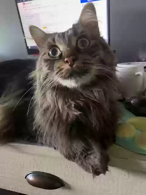 adoptable Cat in Kalamazoo,MI named Ramzen
