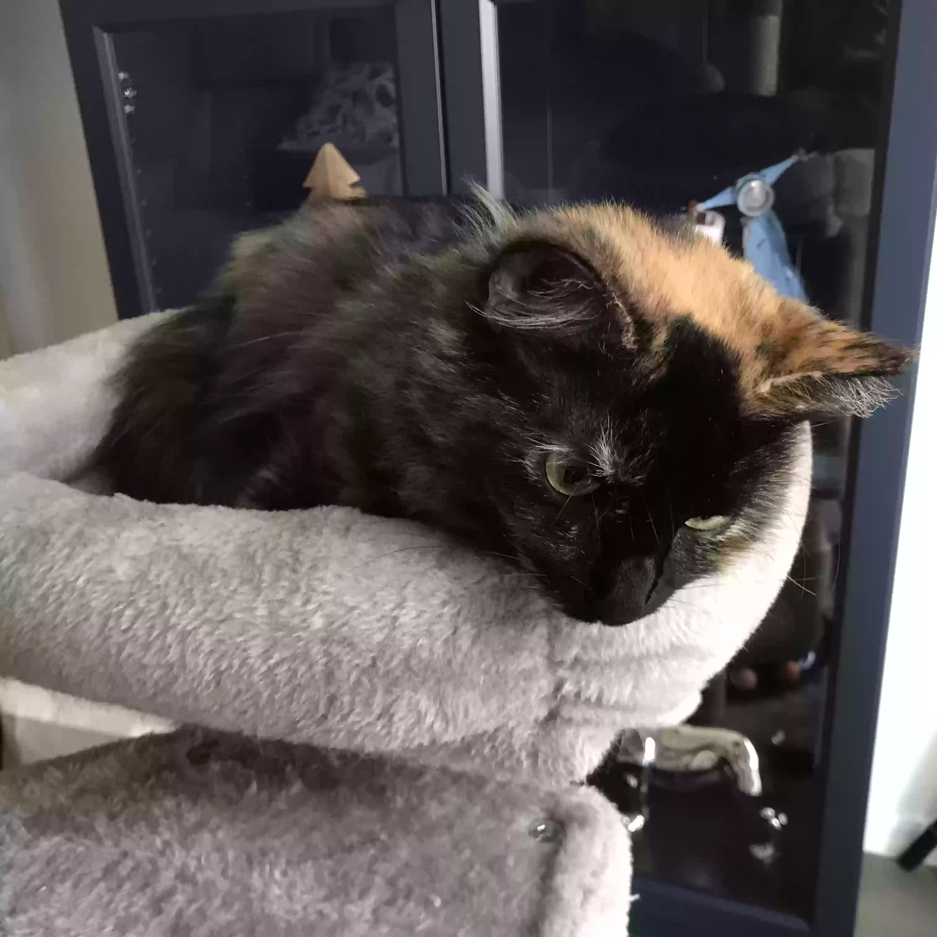 adoptable Cat in Gilbert,AZ named Poppi