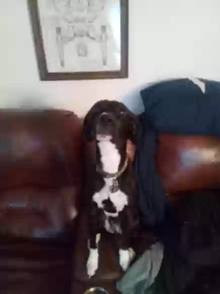 adoptable Dog in Virginia Beach,VA named Maxxy
