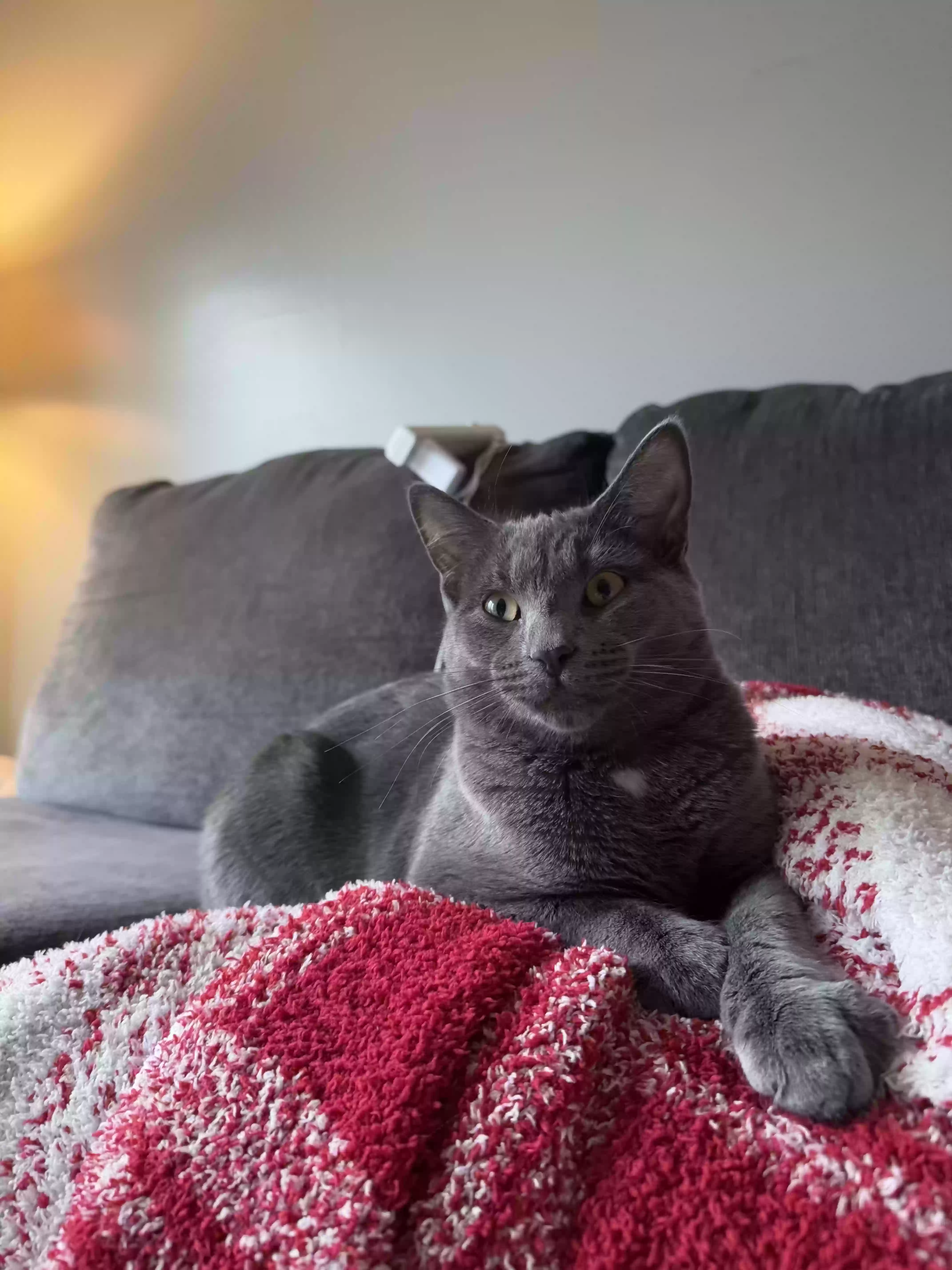 adoptable Cat in Monroe,MI named Sherlock