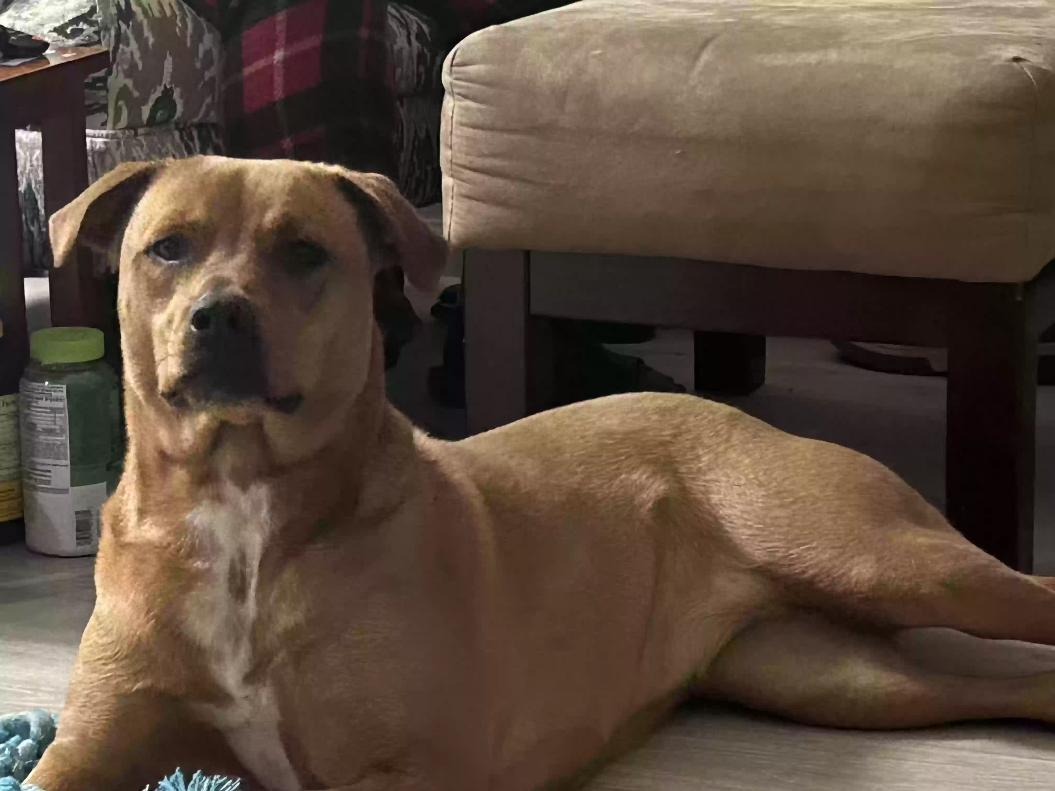 adoptable Dog in Antioch,TN named Clover