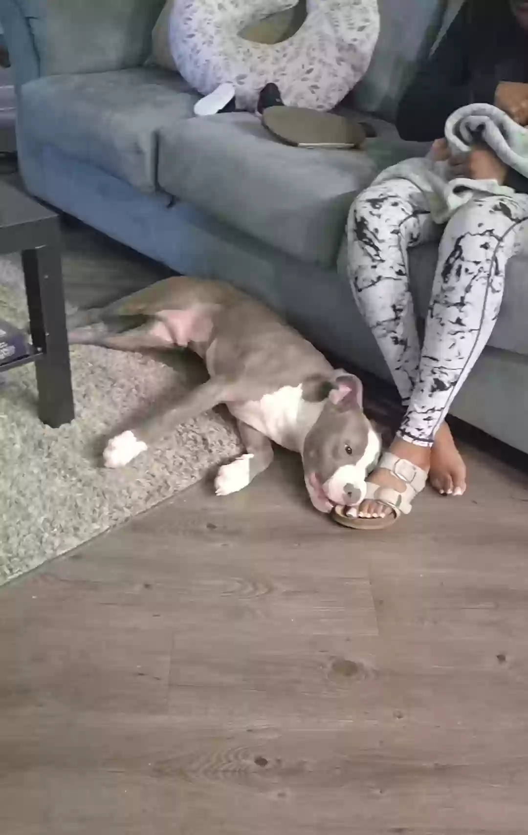 adoptable Dog in Houston,TX named Kodak Black