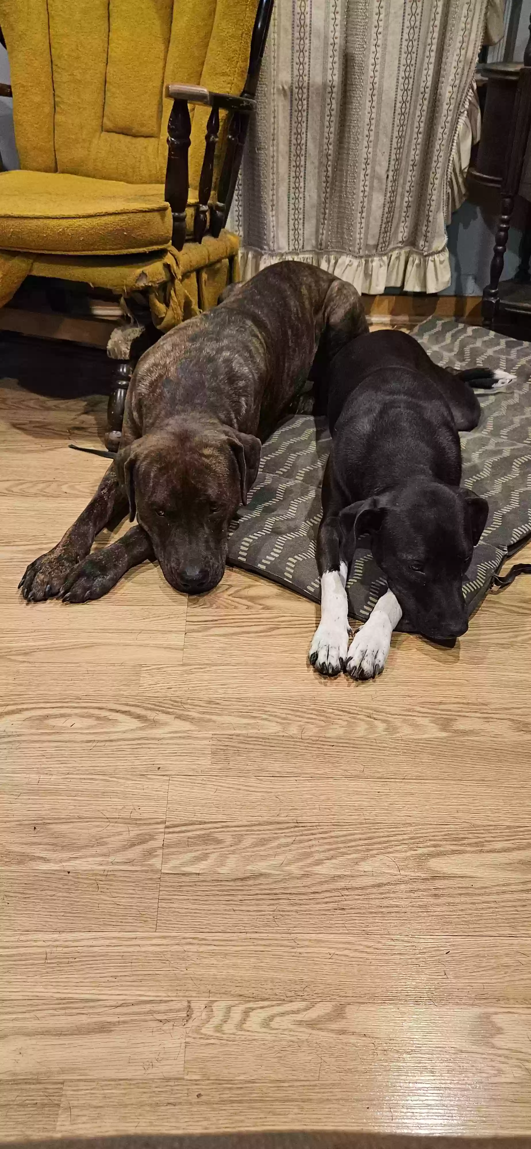 adoptable Dog in Cleveland,GA named Lucille