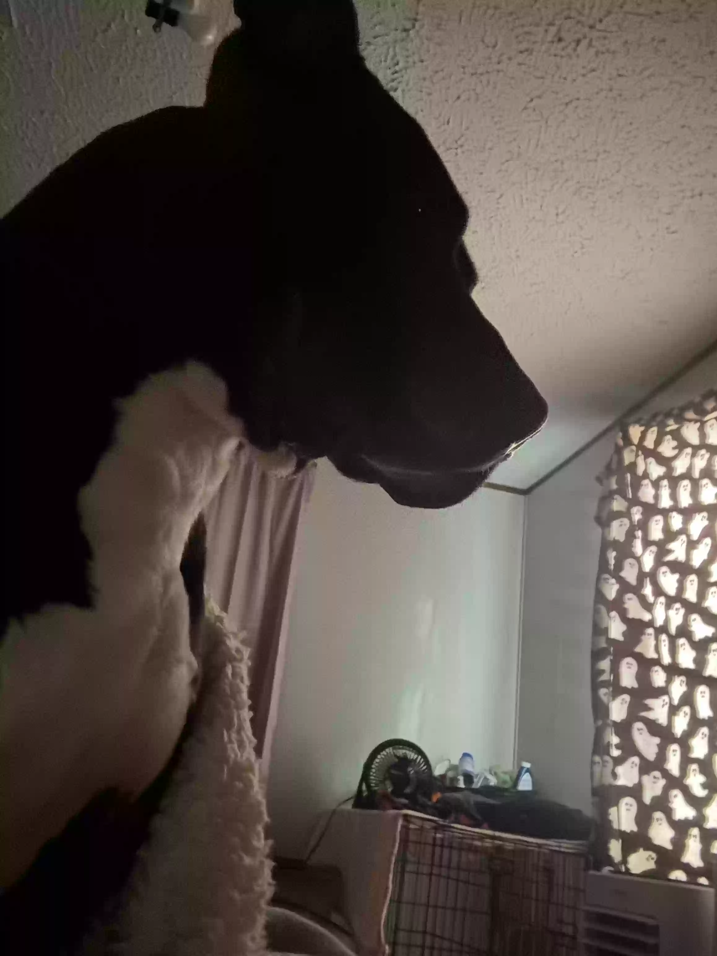 adoptable Dog in Crouse,NC named Sincere