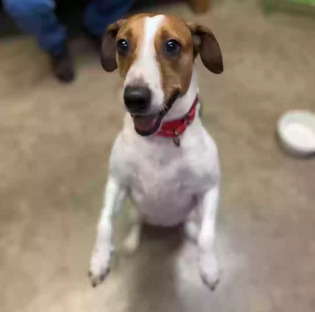 adoptable Dog in Franklin Park,IL named Duncan