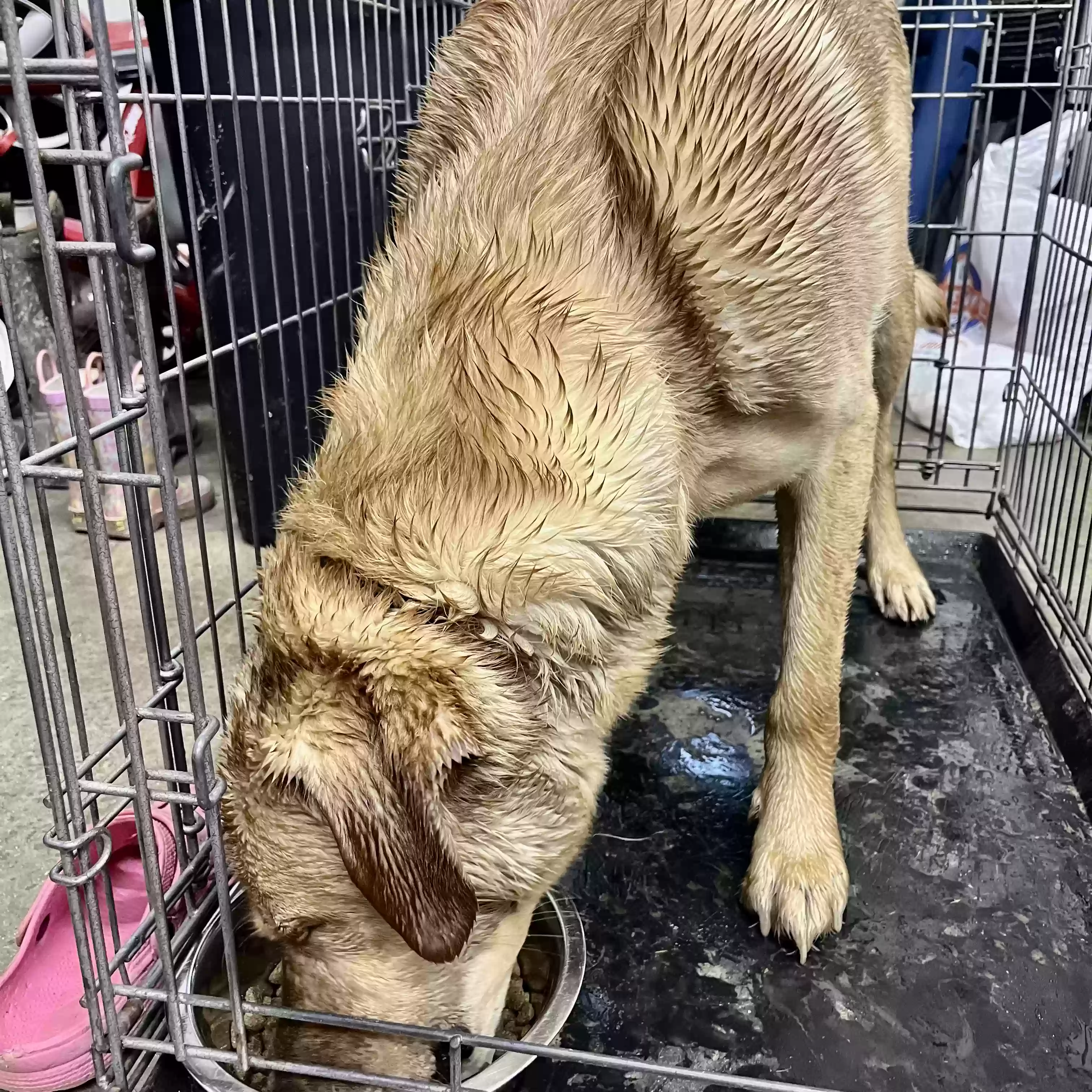 adoptable Dog in Mount Vernon,IL named unkown