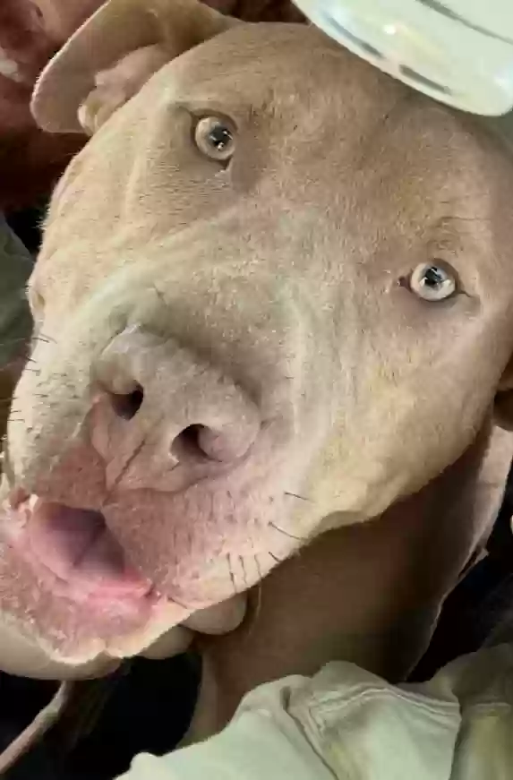 adoptable Dog in Pittsford,NY named Mr Bear