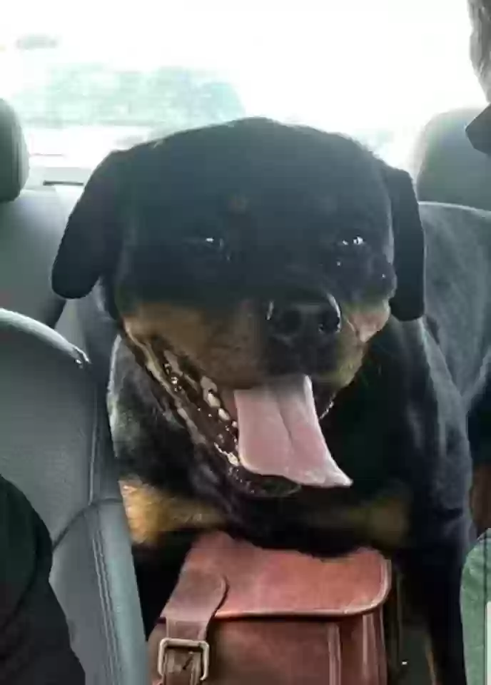 adoptable Dog in Pikesville,MD named Duchess