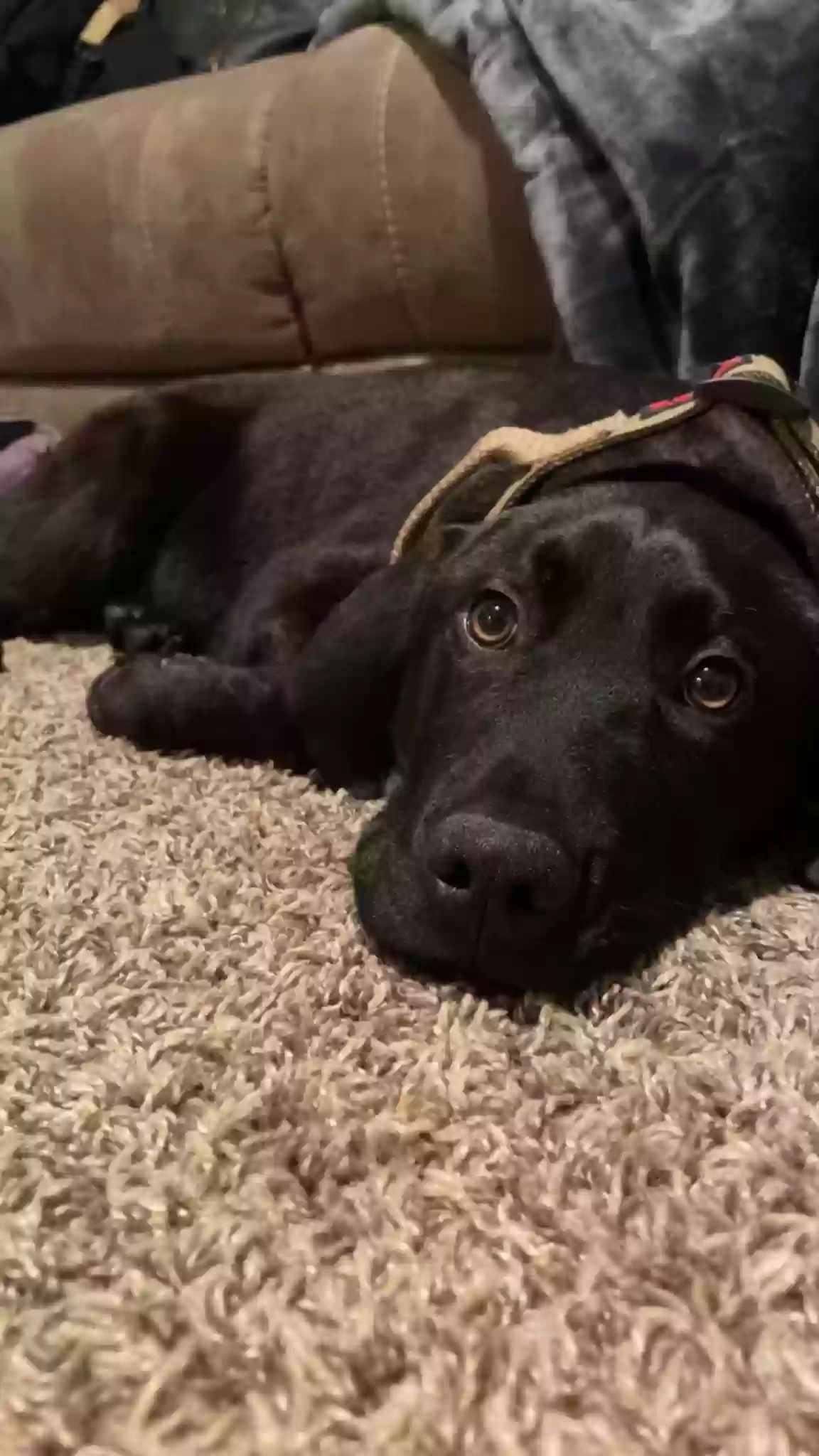 adoptable Dog in Granite City,IL named Buck