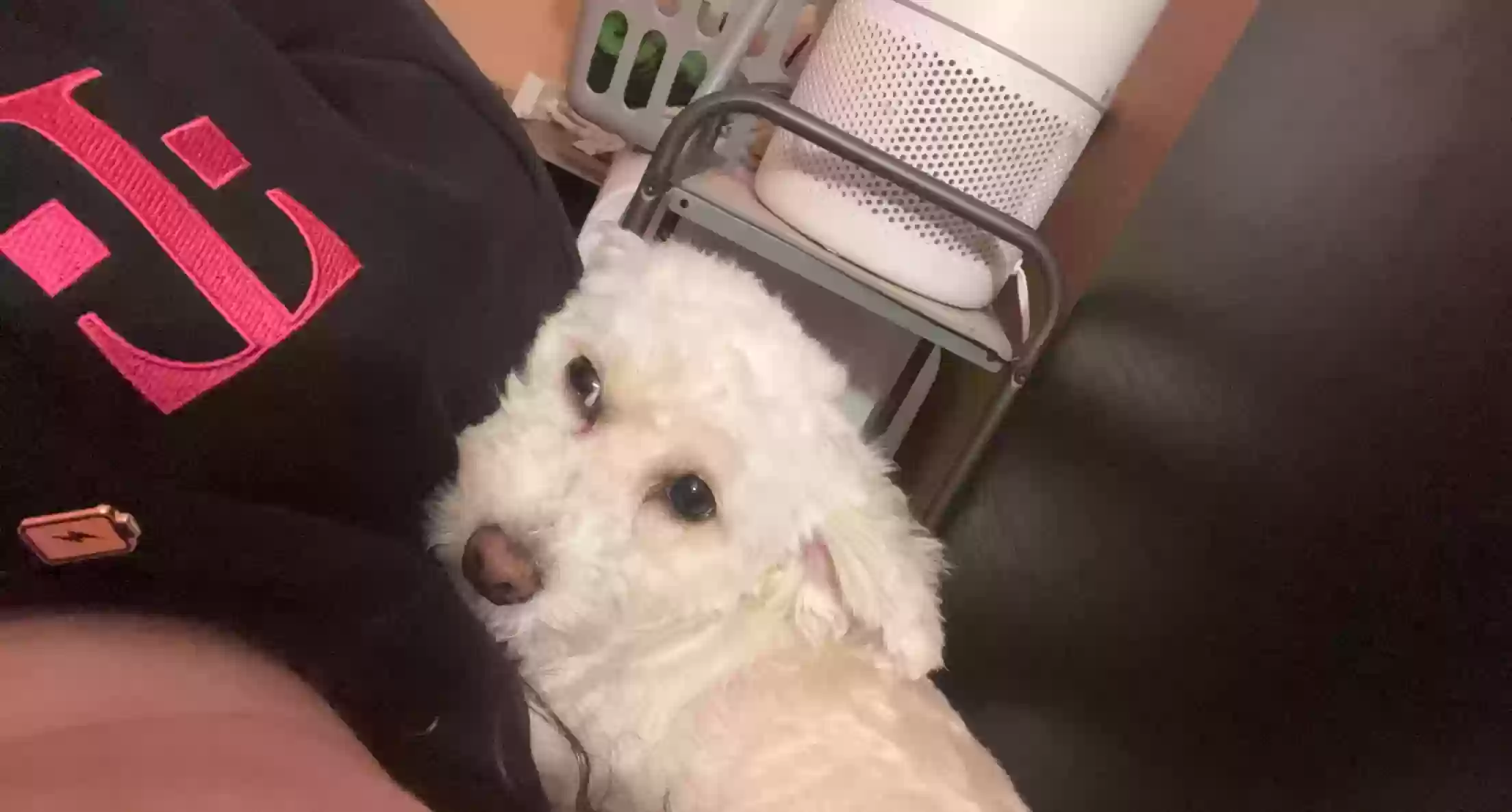 adoptable Dog in San Jose,CA named Pinky