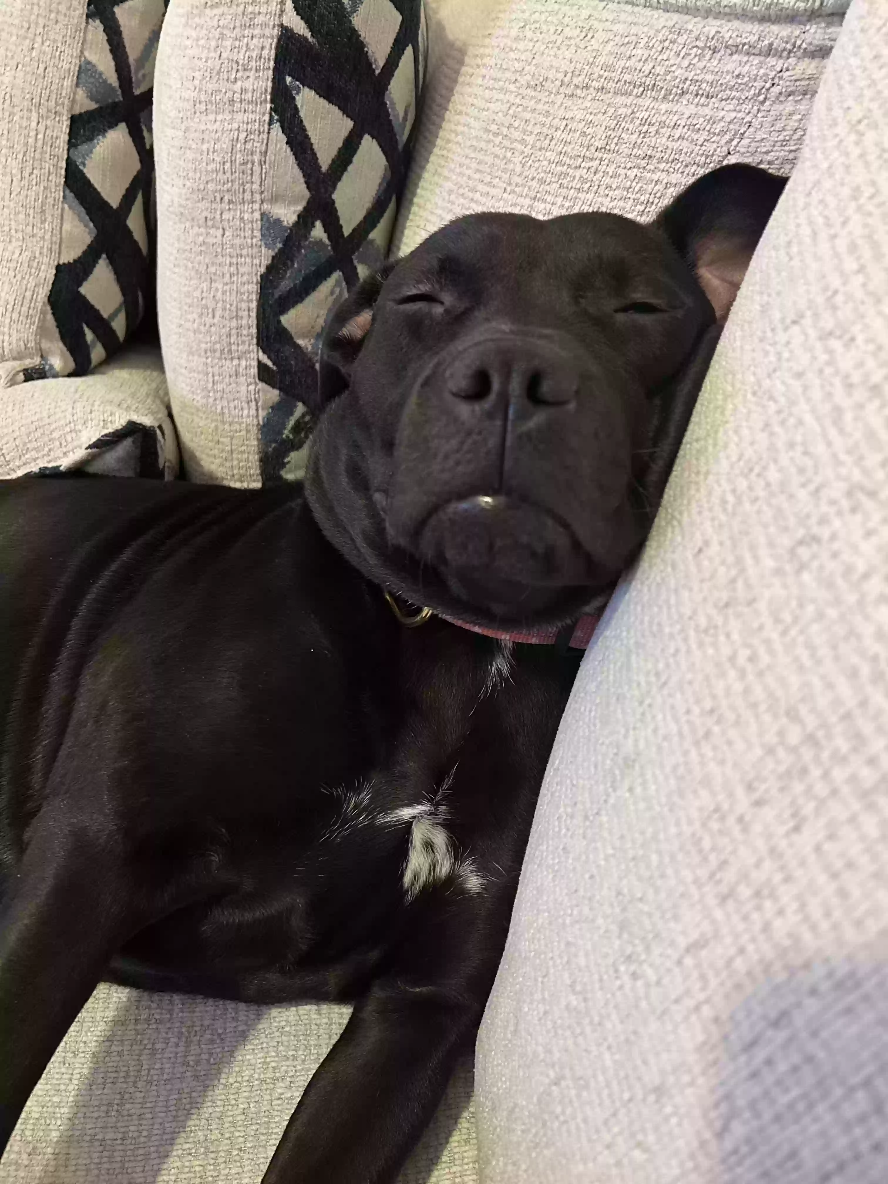 adoptable Dog in Fuquay Varina,NC named 